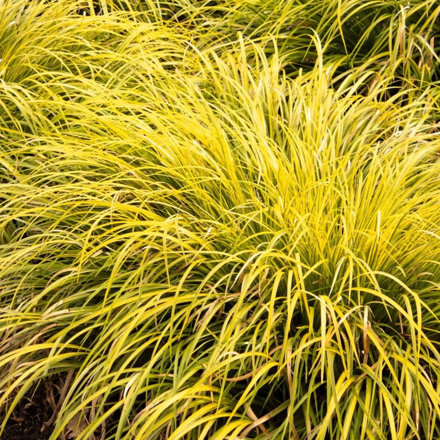 Landscape Plants>Roger's Gardens Acorus 'Ogon' - Acorus Ogon - 1 Gallon