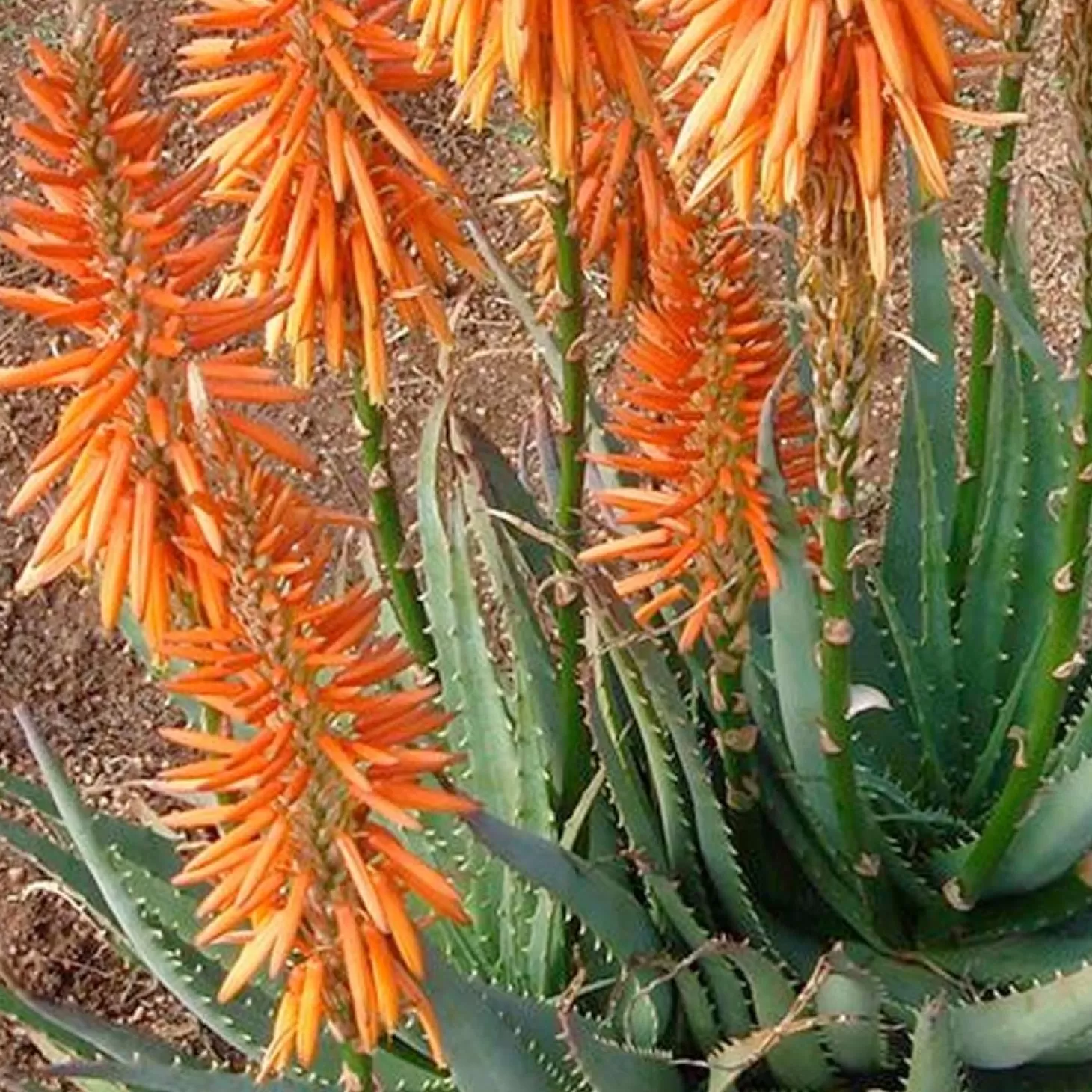 Landscape Plants>Roger's Gardens Aloe 'safari Orange' Pp - Safari Orange Aloe - 2 Gallon