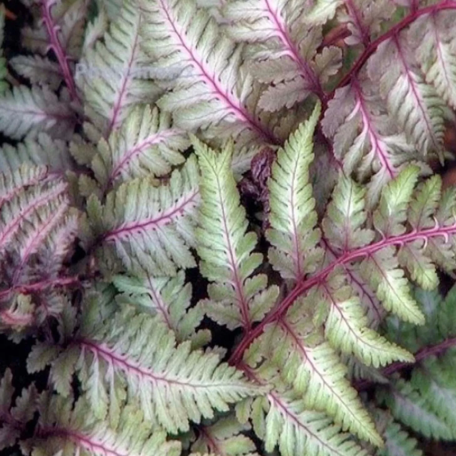 Landscape Plants>Roger's Gardens Athyrium 'Regal Red' - Regal Red Japanese Painted Fern - 1 Gallon