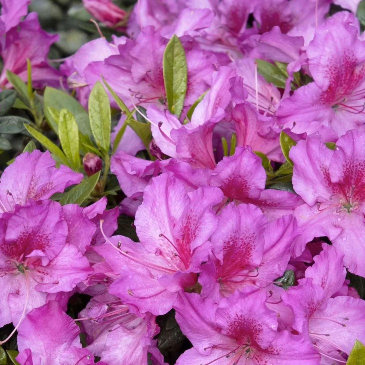 Landscape Plants>Roger's Gardens Azalea 'Dbl Shot Grape'® Pp - Double Shot Grape Azalea - 2 Gallon