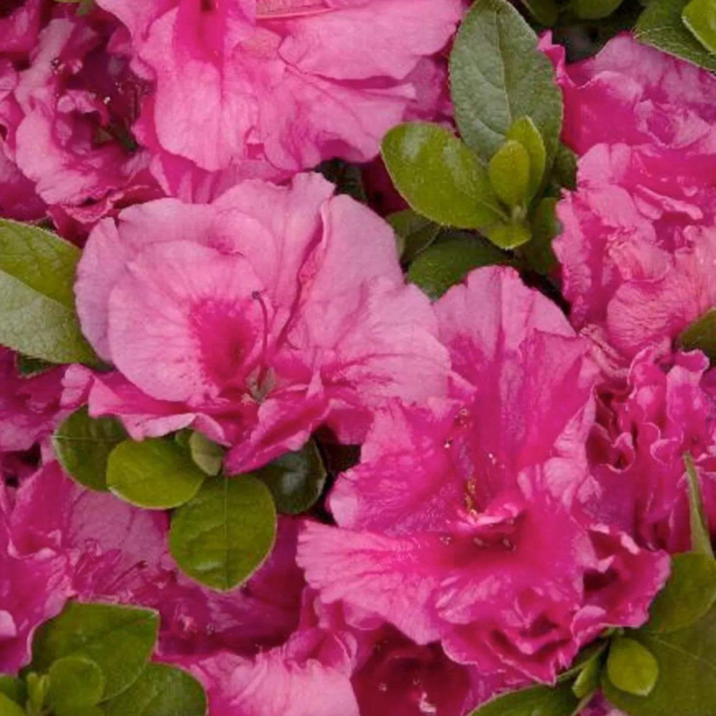 Landscape Plants>Roger's Gardens Azalea 'Dbl Shot Watermelon'® Pp - Double Shot Watermelon Azalea - 2 Gallon