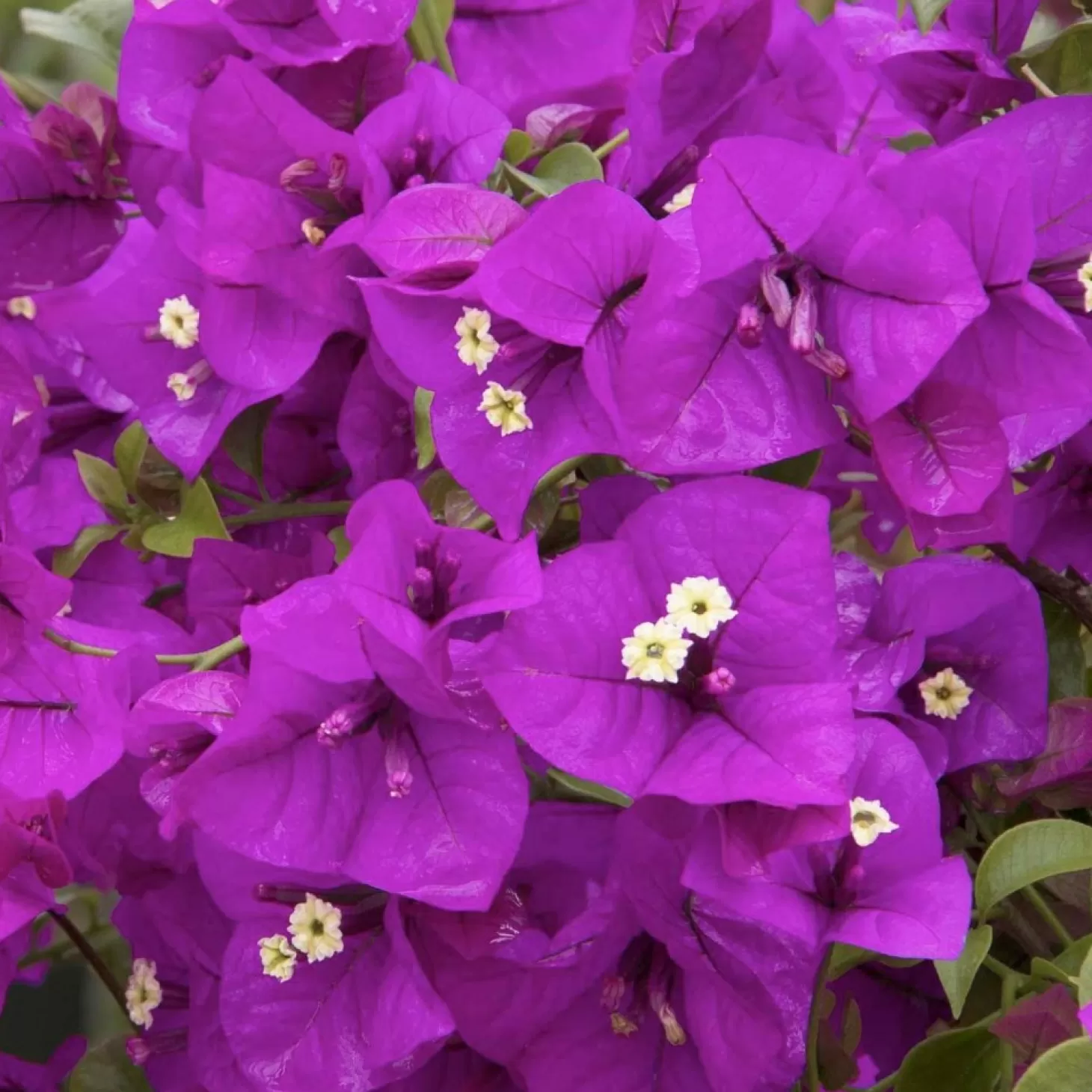 Landscape Plants>Roger's Gardens Bougainvillea 'Purple Queen'® - Purple Queen Bougainvillea - Patio Tree - 2 Gal