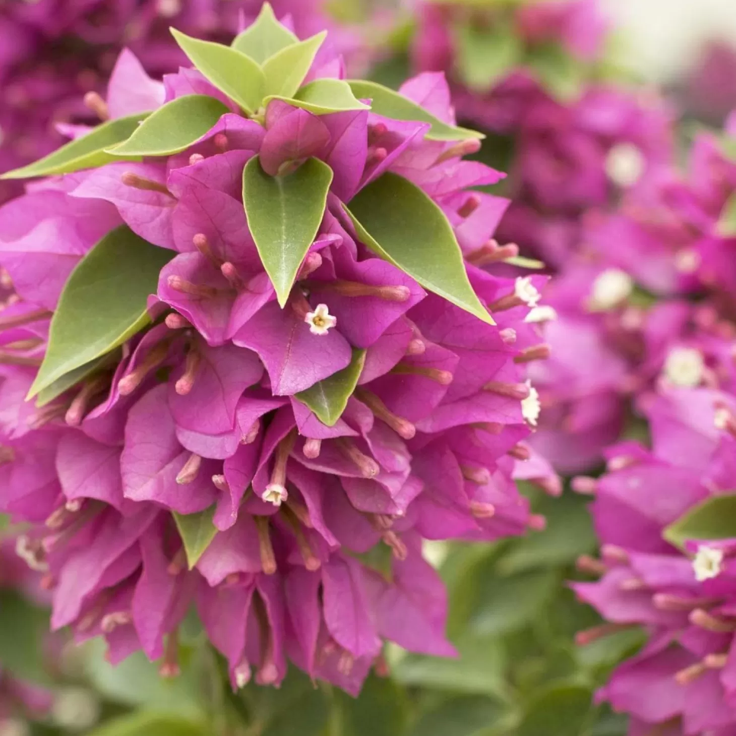 Landscape Plants>Roger's Gardens Bougainvillea 'Torch Glow' - Torch Glow Bougainvillea - 5 Gallon