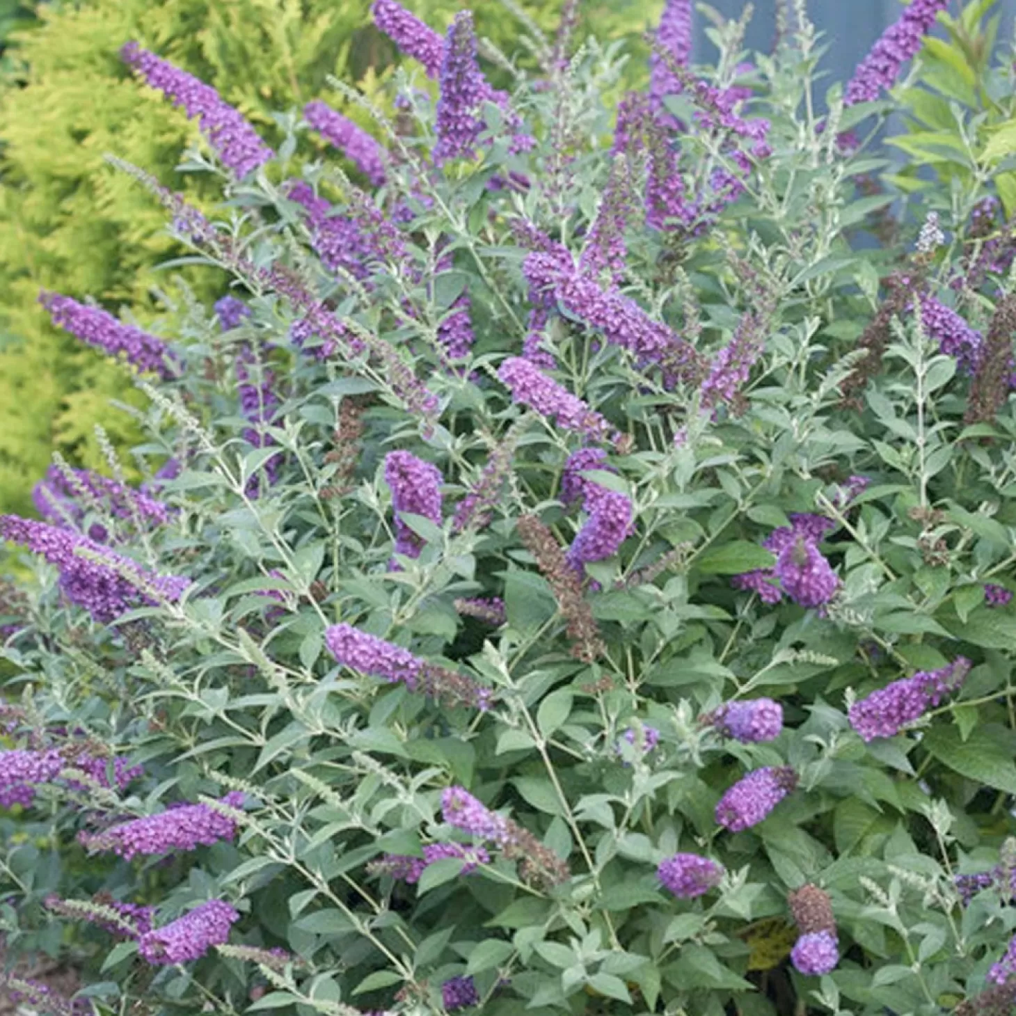 Landscape Plants>Roger's Gardens Buddleja 'Miss Violet' Pp - Miss Violet Butterfly Bush - 5 Gallon