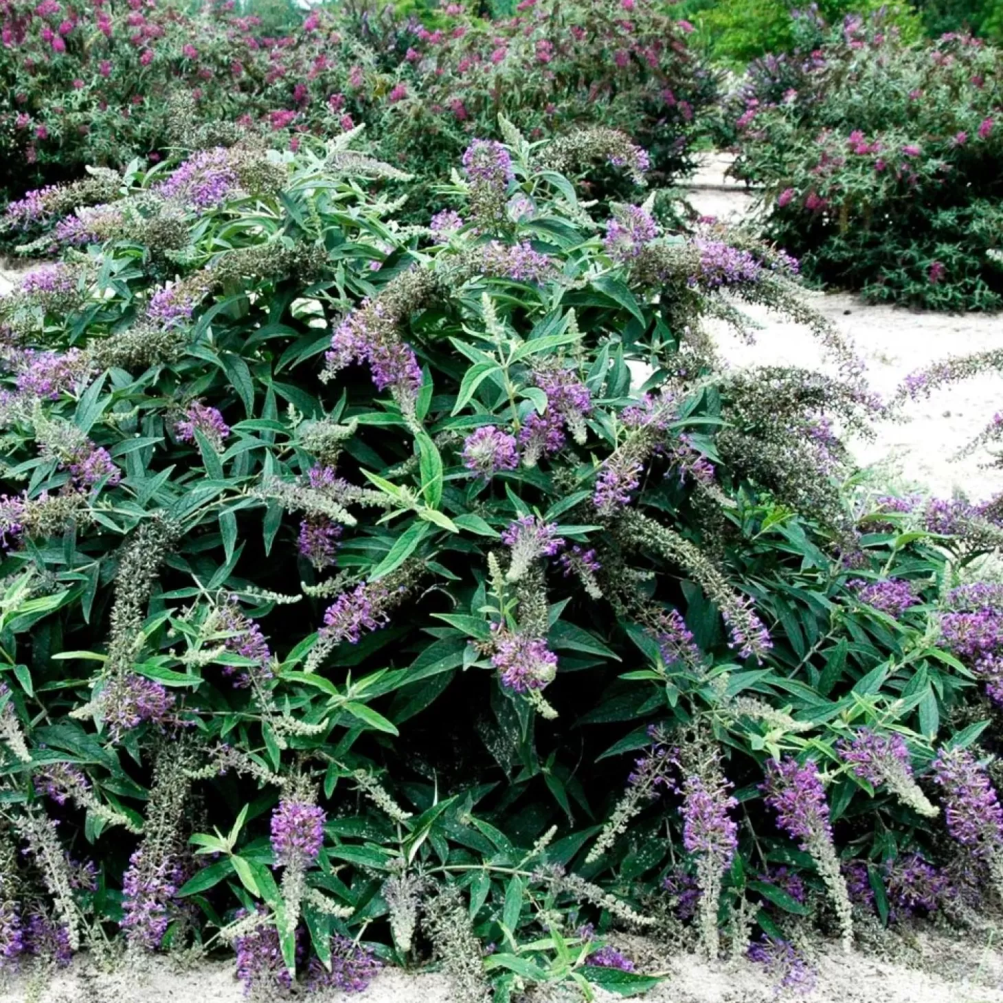 Landscape Plants>Roger's Gardens Buddleja 'Purple Haze'® Pp - Lo & Behold Purple Haze Butterfly Bush - 2 Gallon