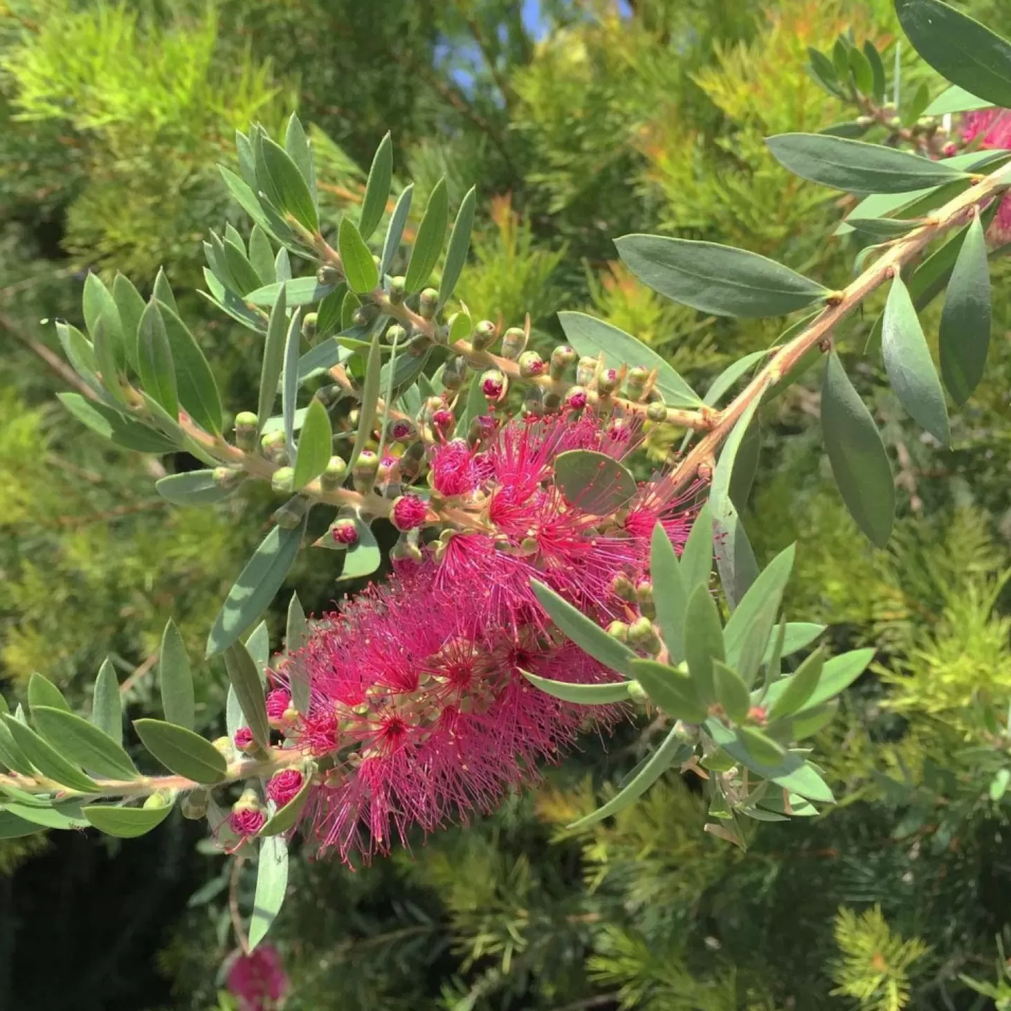 Landscape Plants>Roger's Gardens Callistemon 'Bottle Pop Neon Pk'™ - Bottle Pop Neon Pink Bottlebrush - 5 Gallon
