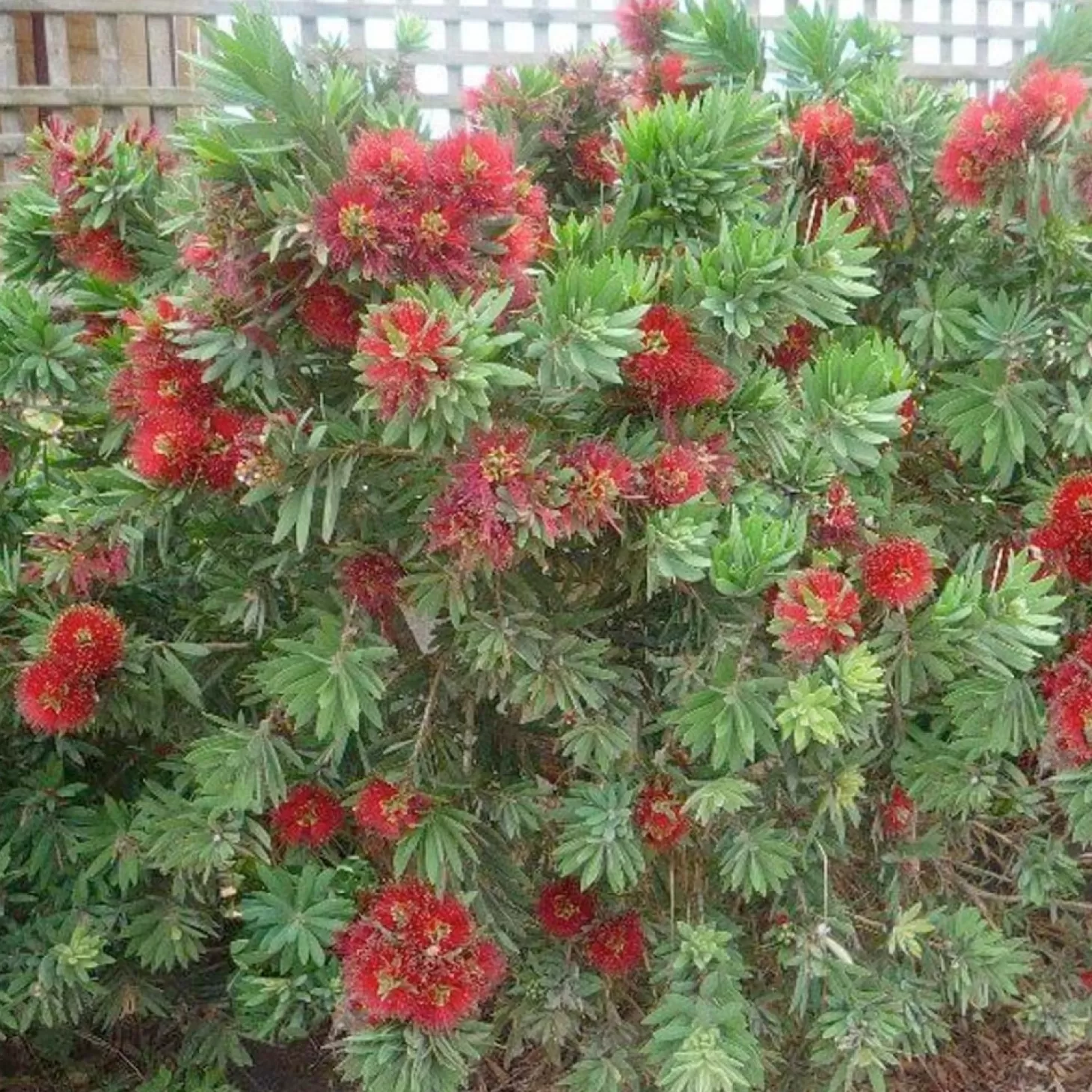 Landscape Plants>Roger's Gardens Callistemon 'Little John' - Little John Dwarf Bottlebrush - 2 Gallon