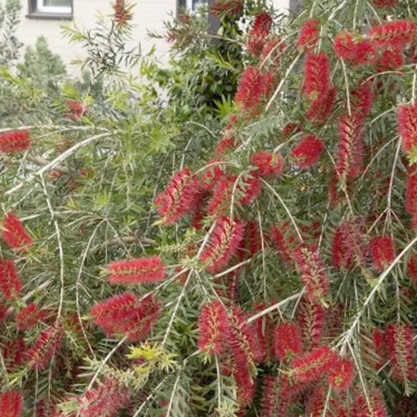Landscape Plants>Roger's Gardens Callistemon Viminalis 'slim'™ - Slim Bottlebrush - 5 Gallon