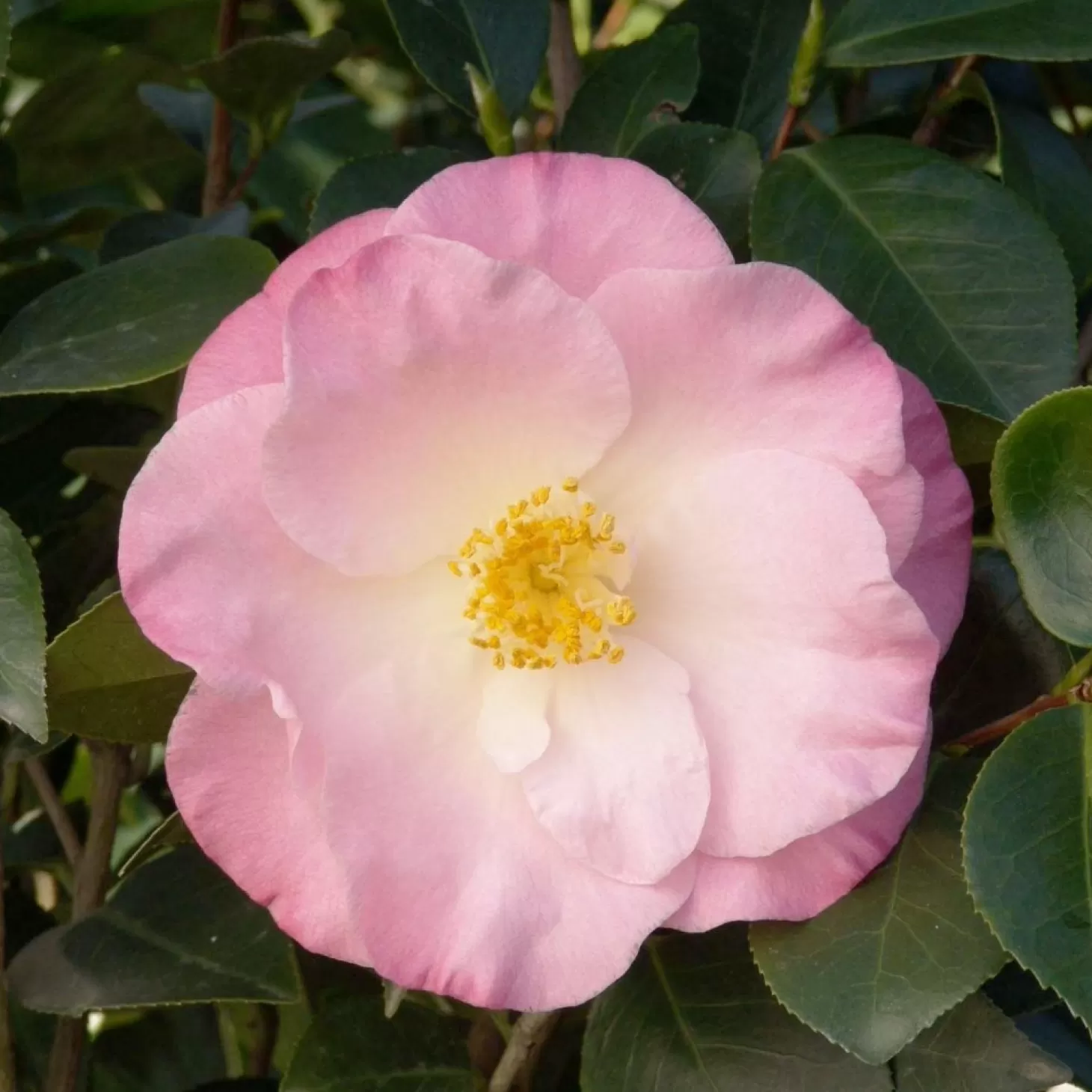 Landscape Plants>Roger's Gardens Camellia 'April Remembered'® - April Remembered Ice Angels Camellia - 5 Gallon