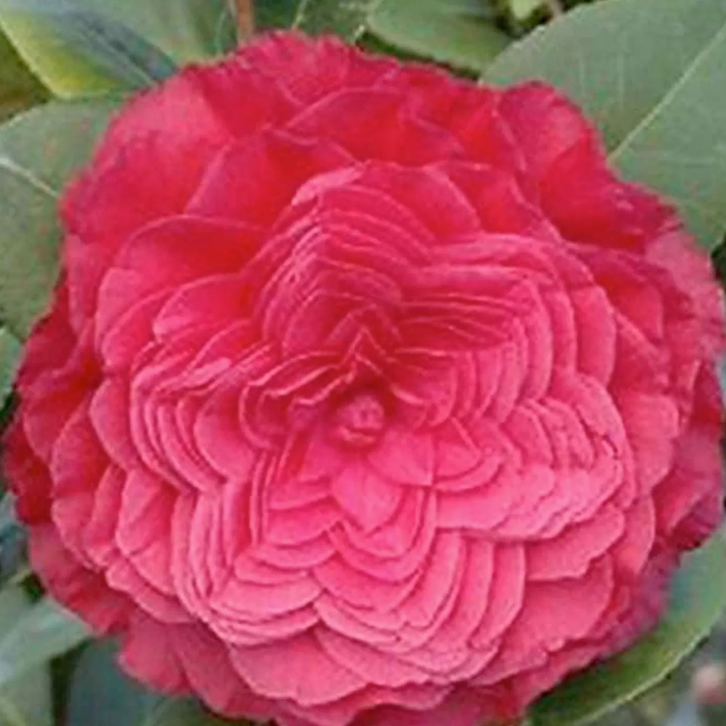 Landscape Plants>Roger's Gardens Camellia 'Nuccio's Bella Rosa' - Nuccio's Bella Rossa Camellia - 5 Gallon