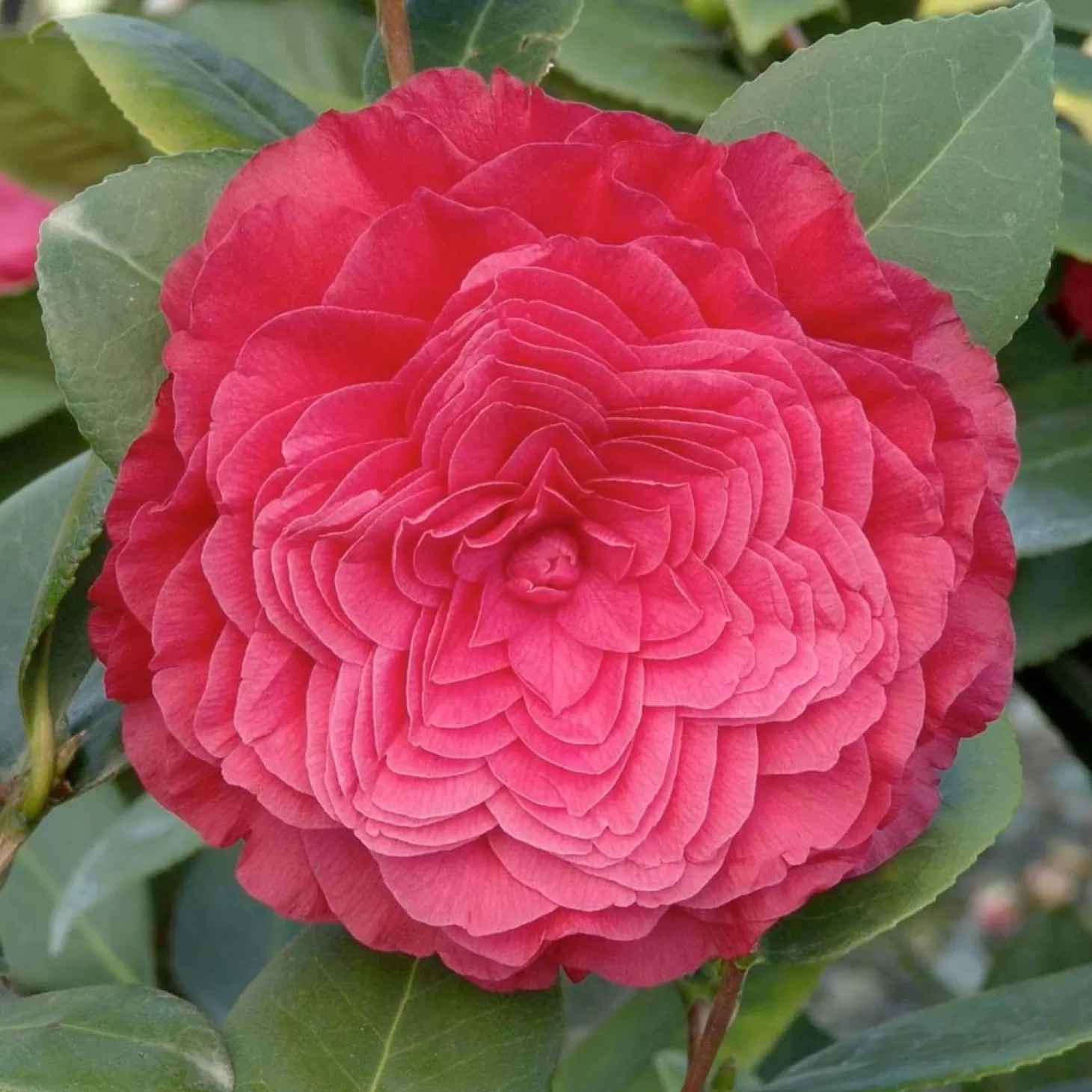 Landscape Plants>Roger's Gardens Camellia 'Nuccio's Bella Rossa - Nuccio's Bella Rossa Camellia - 2 Gallon