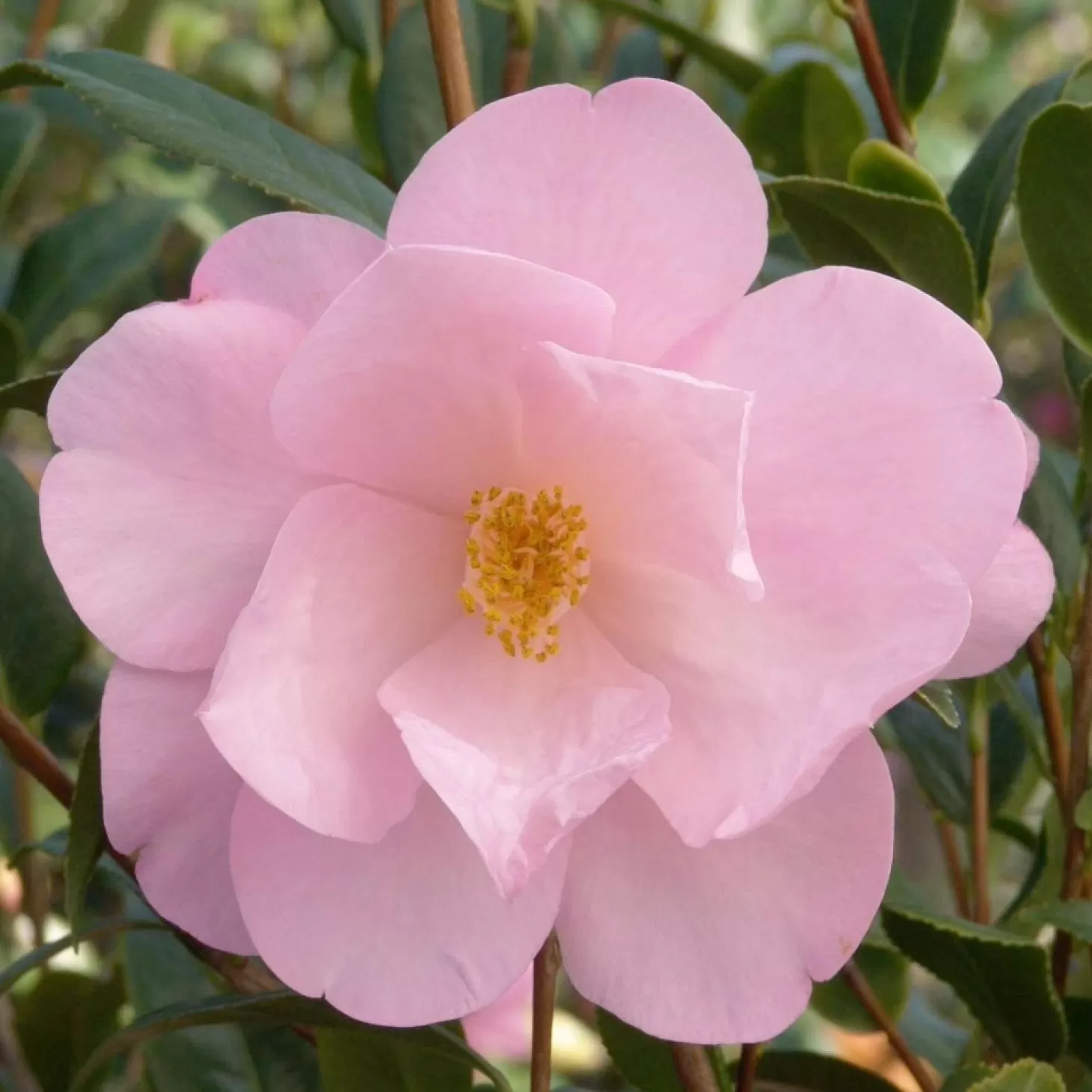 Landscape Plants>Roger's Gardens Camellia 'Taylor's Perfection' - Taylor's Perfection Camellia - 5 Gallon