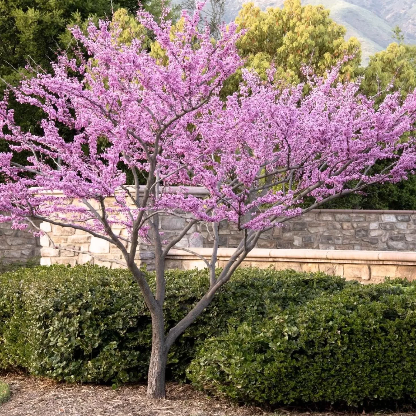Landscape Plants>Roger's Gardens Cercis 'Forest Pansy' - Forest Pansy Redbud - 5 Gallon