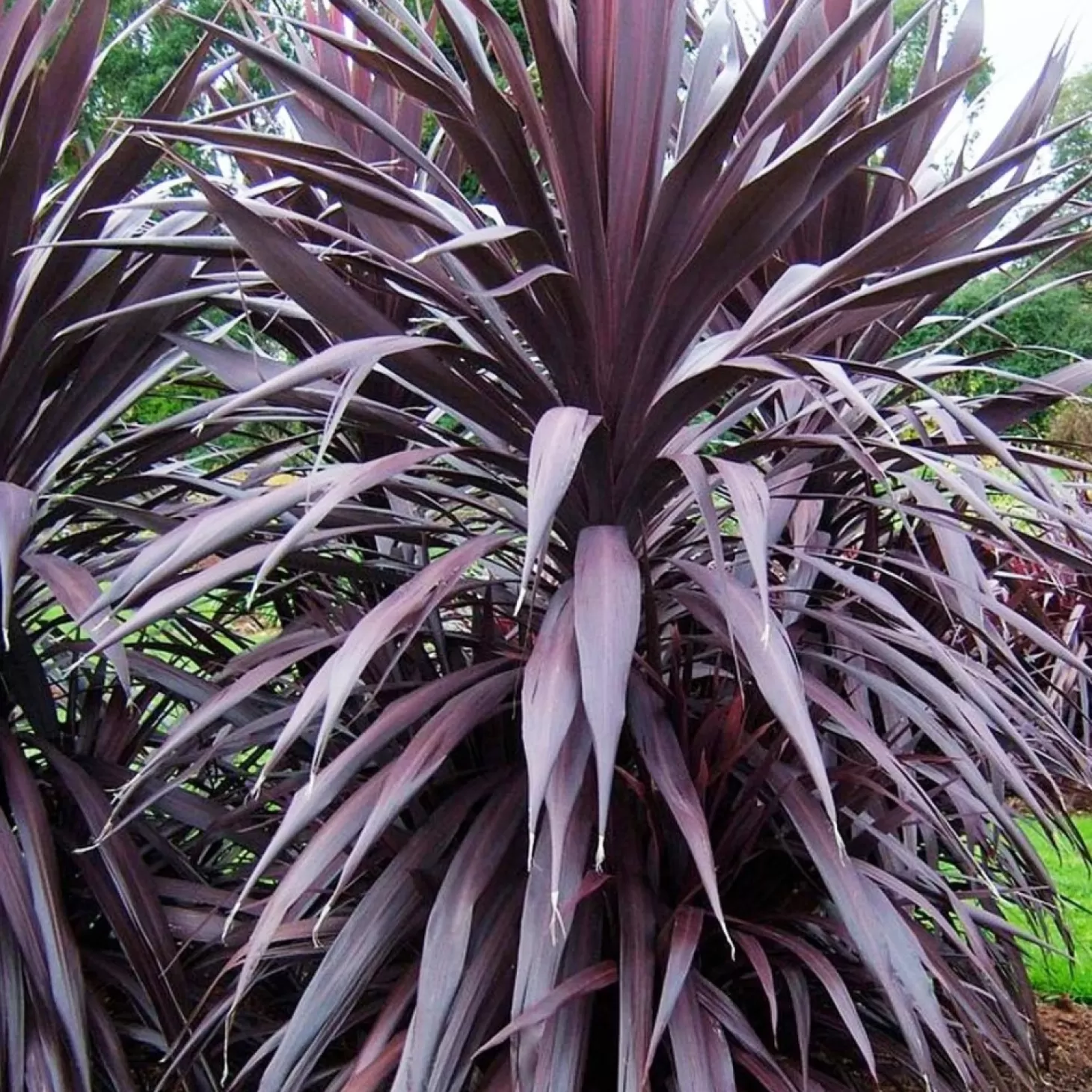 Landscape Plants>Roger's Gardens Cordyline 'Burgundy Spire' Pp - Burgundy Spire Dracaena Palm - 5 Gallon