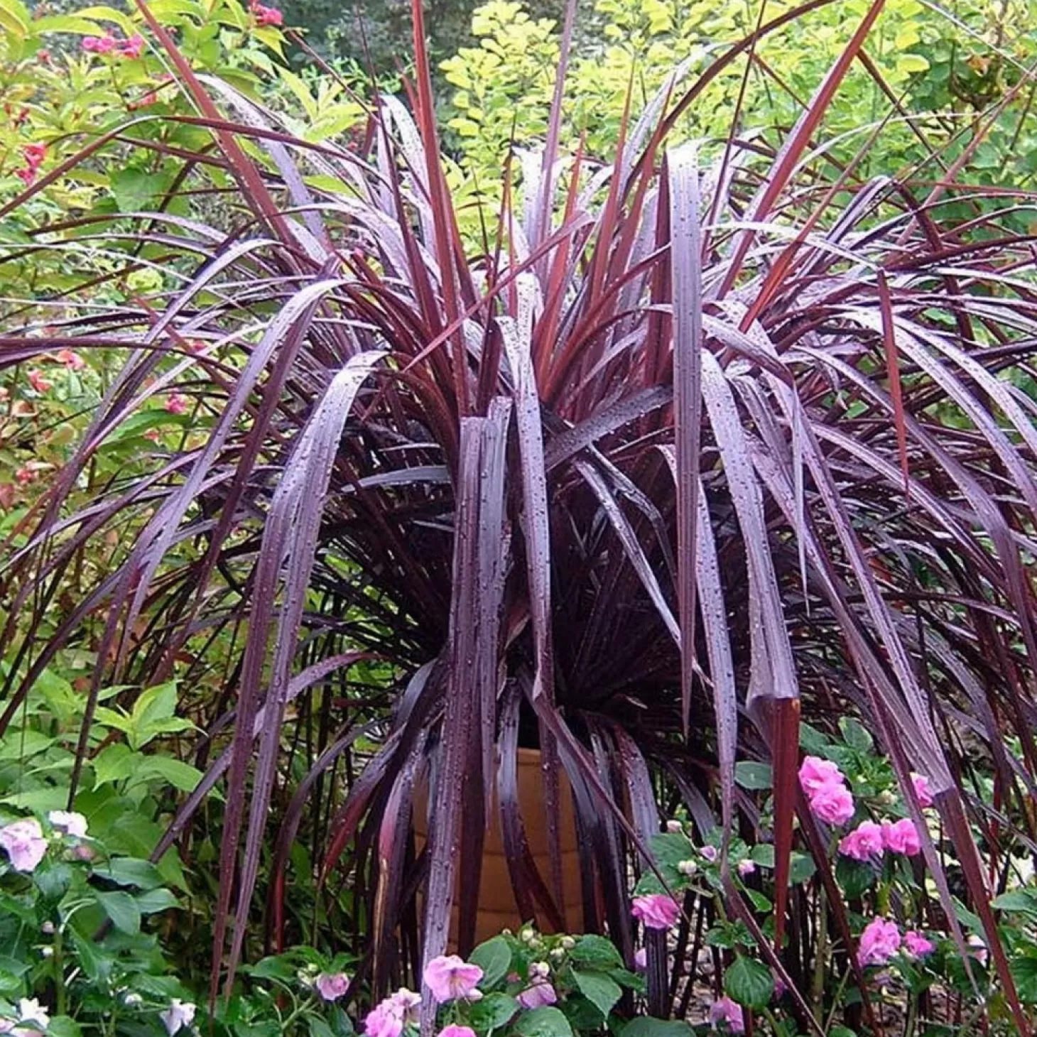Landscape Plants>Roger's Gardens Cordyline 'Festival Grass'™ - Festival Burgundy Cordyline - 2 Gallon
