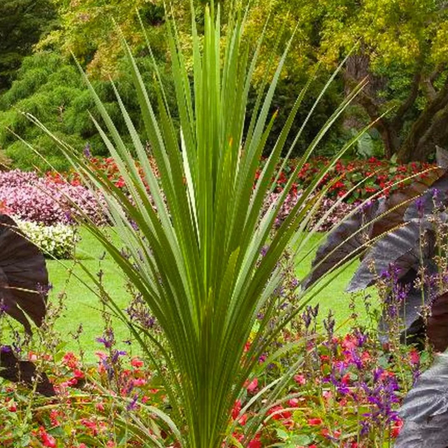 Landscape Plants>Roger's Gardens Cordyline Indivisa - Blue Dracaena Palm - 1 Gallon