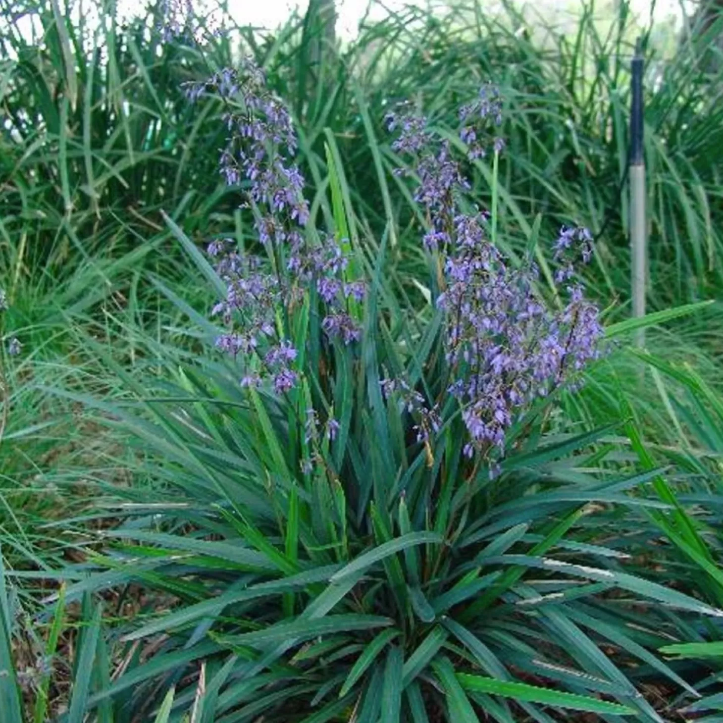 Landscape Plants>Roger's Gardens Dianella Caerulea 'Little Becca'™ Pp - Little Becca Flax Lily - 1 Gallon