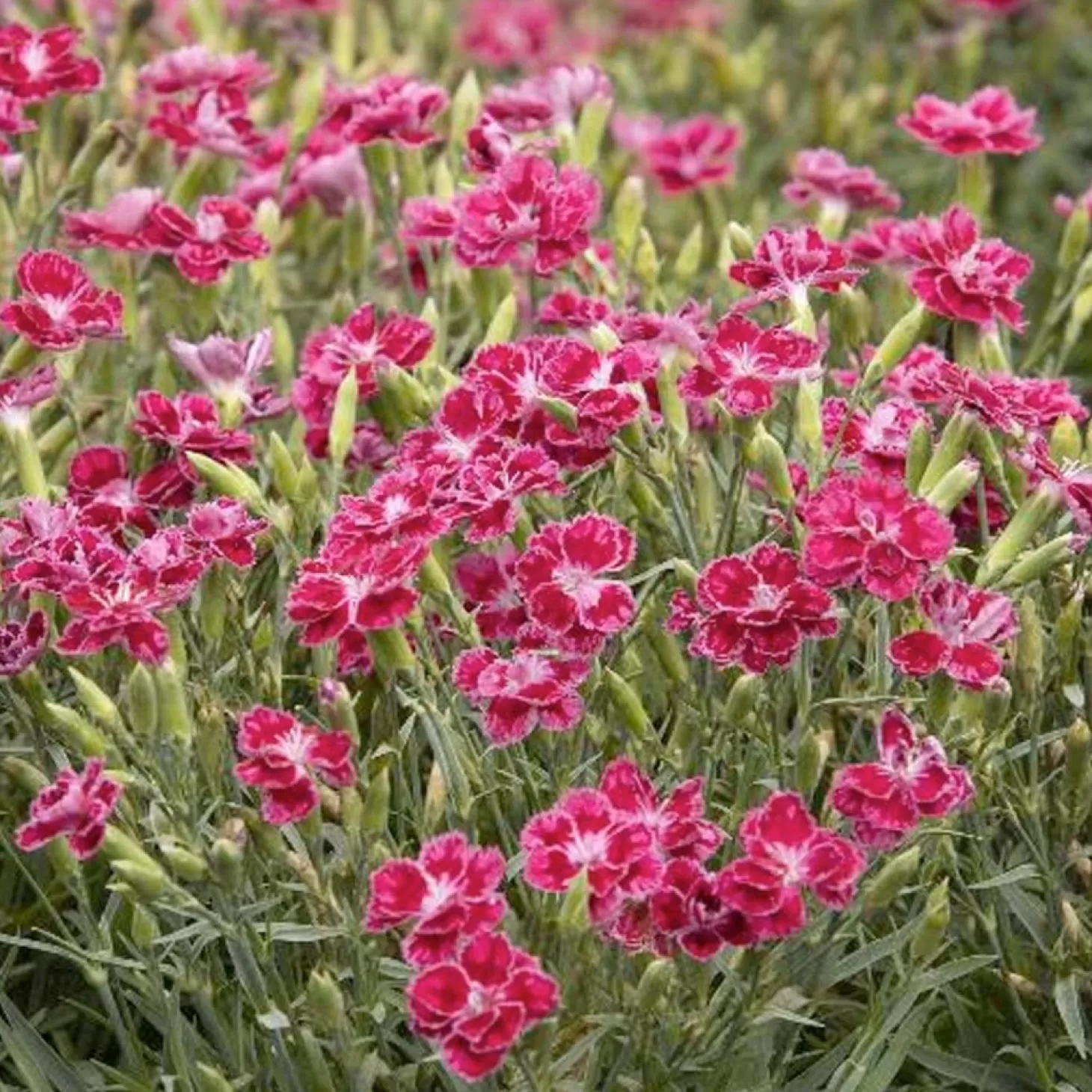 Landscape Plants>Roger's Gardens Dianthus 'Delilah Plum Magenta'™ - Delilah Bicolor Magenta Dianthus - Petite - 5