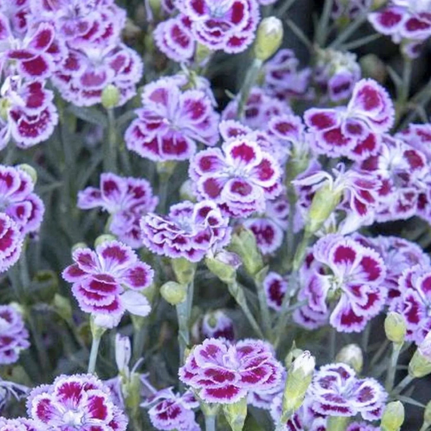 Landscape Plants>Roger's Gardens Dianthus 'Delilah Plum Purple'™ - Delilah Bicolor Purple Dianthus - Petite - 5 I