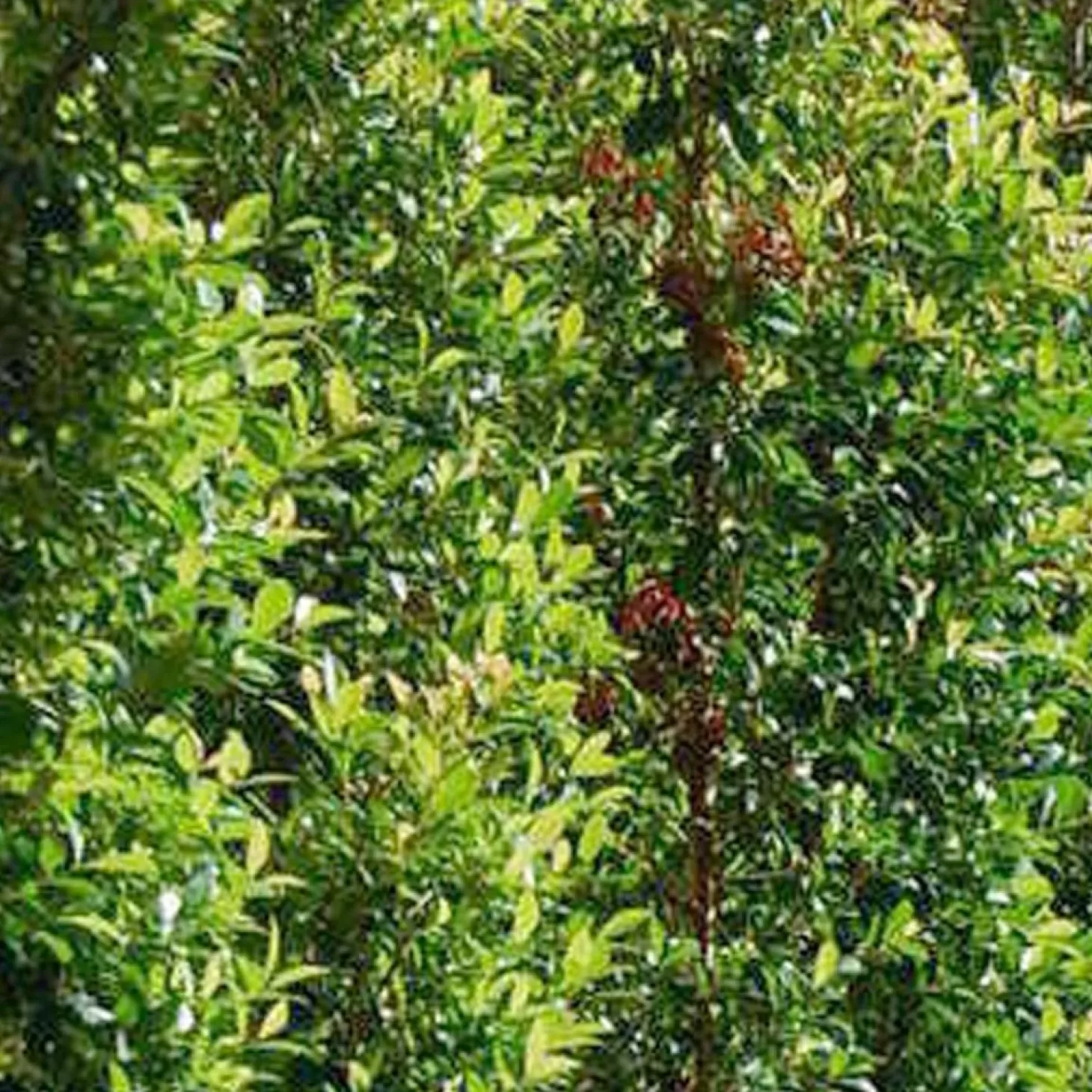 Landscape Plants>Roger's Gardens Eugenia 'Orange Twist' - Orange Twist Brush Cherry - 5 Gallon
