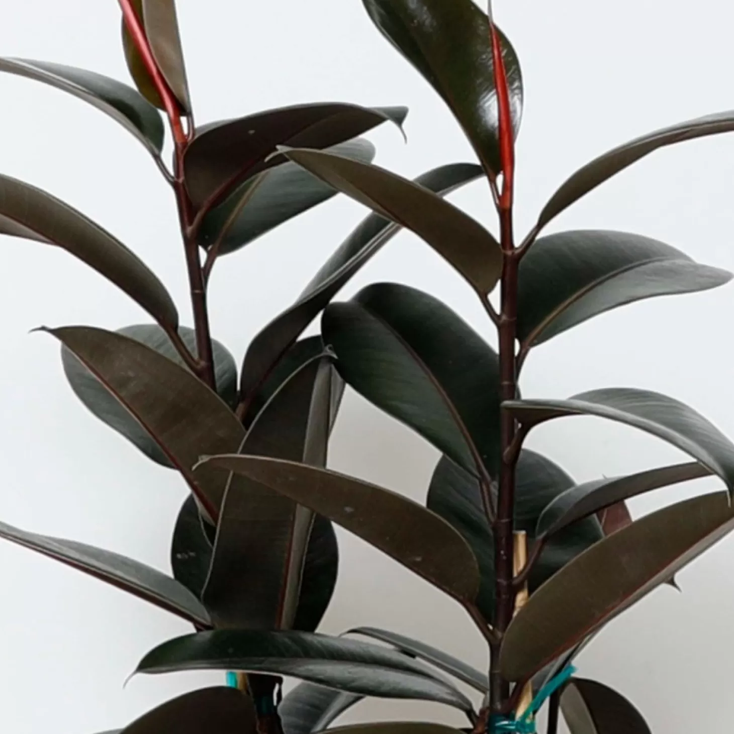 Indoor Plants>Roger's Gardens Ficus Decora 'Burgundy' - Rubber Tree - 8" Pot