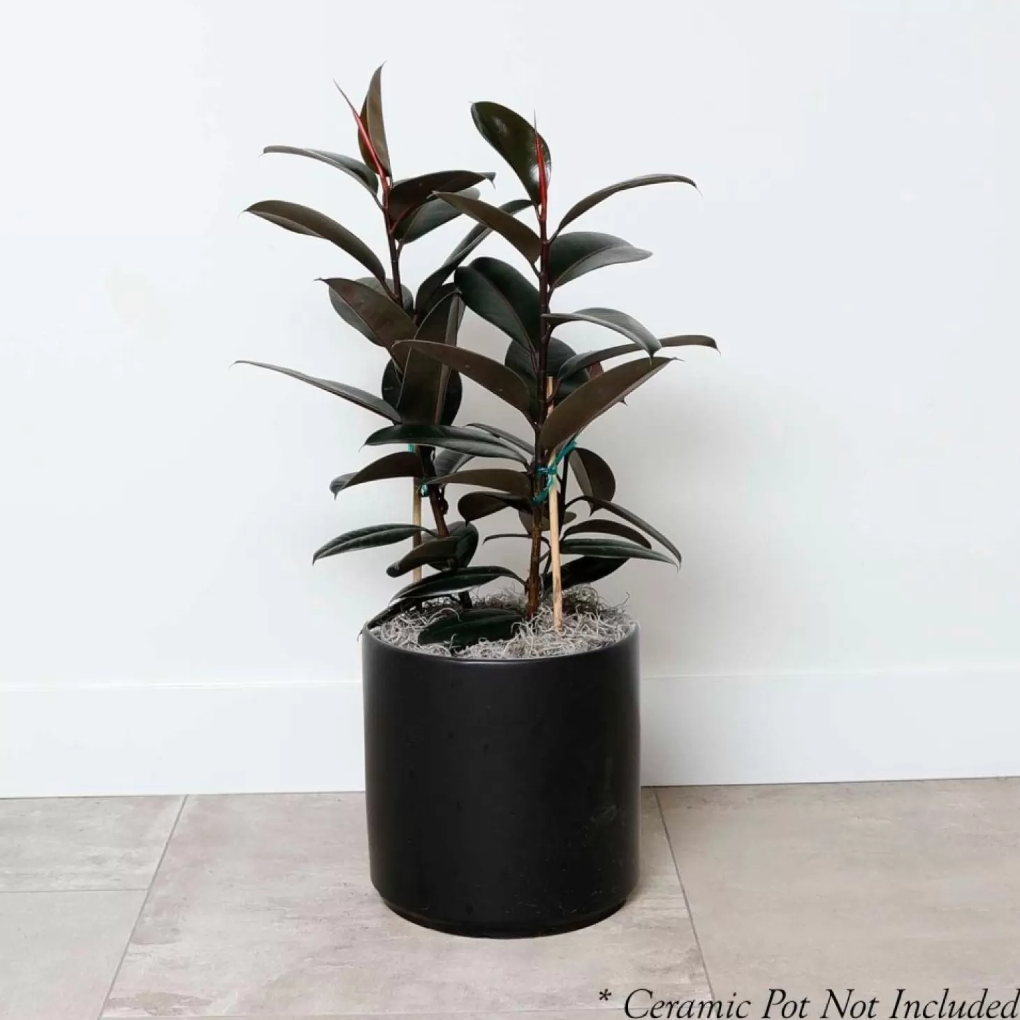 Indoor Plants>Roger's Gardens Ficus Decora 'Burgundy' - Rubber Tree - 8" Pot