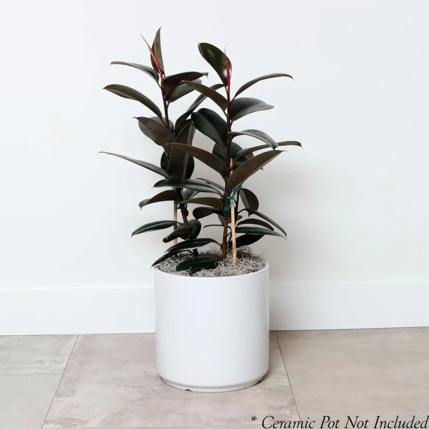 Indoor Plants>Roger's Gardens Ficus Decora 'Burgundy' Bush - Rubber Tree - 10" Pot