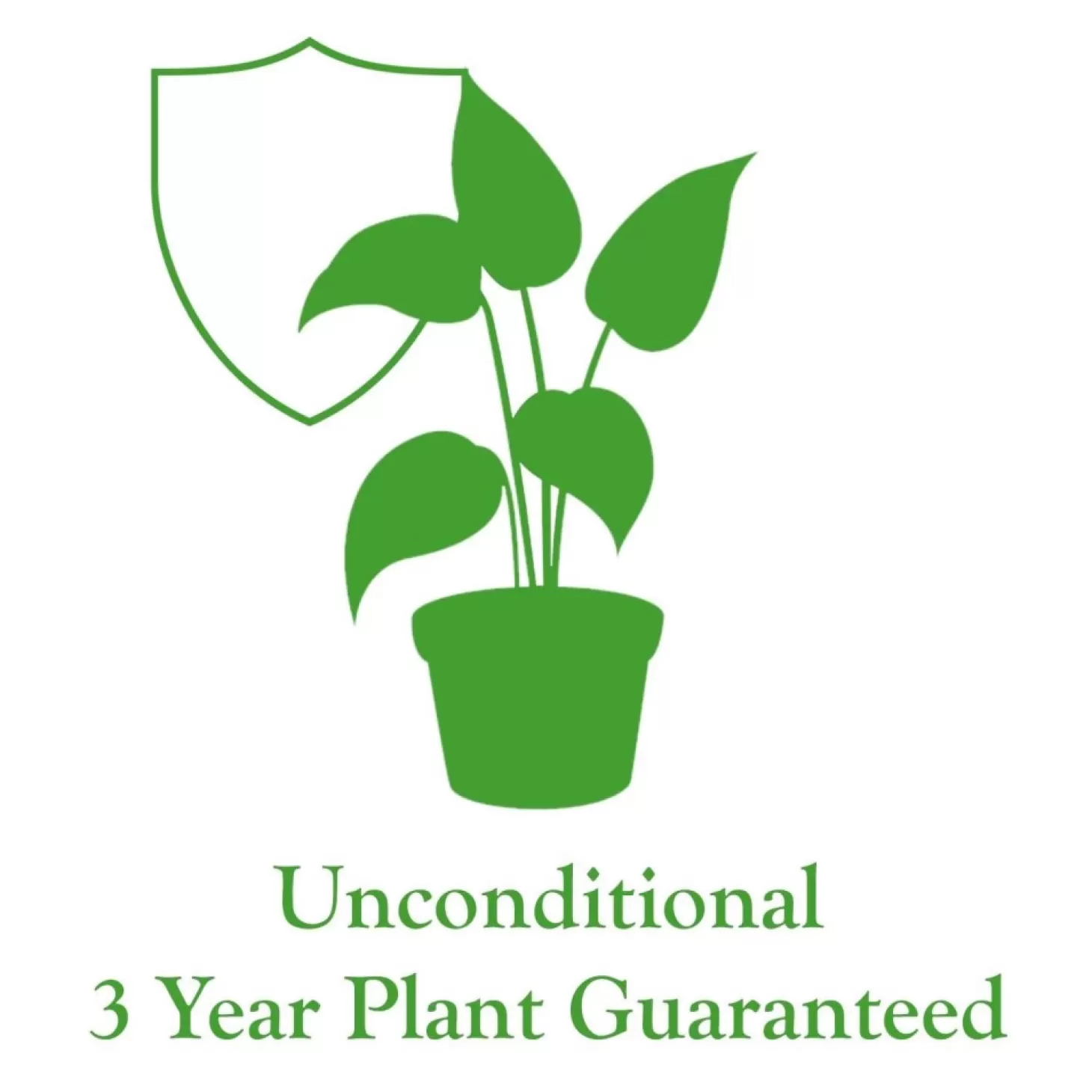 Indoor Plants>Roger's Gardens Ficus Decora 'Burgundy' Bush - Rubber Tree - 10" Pot