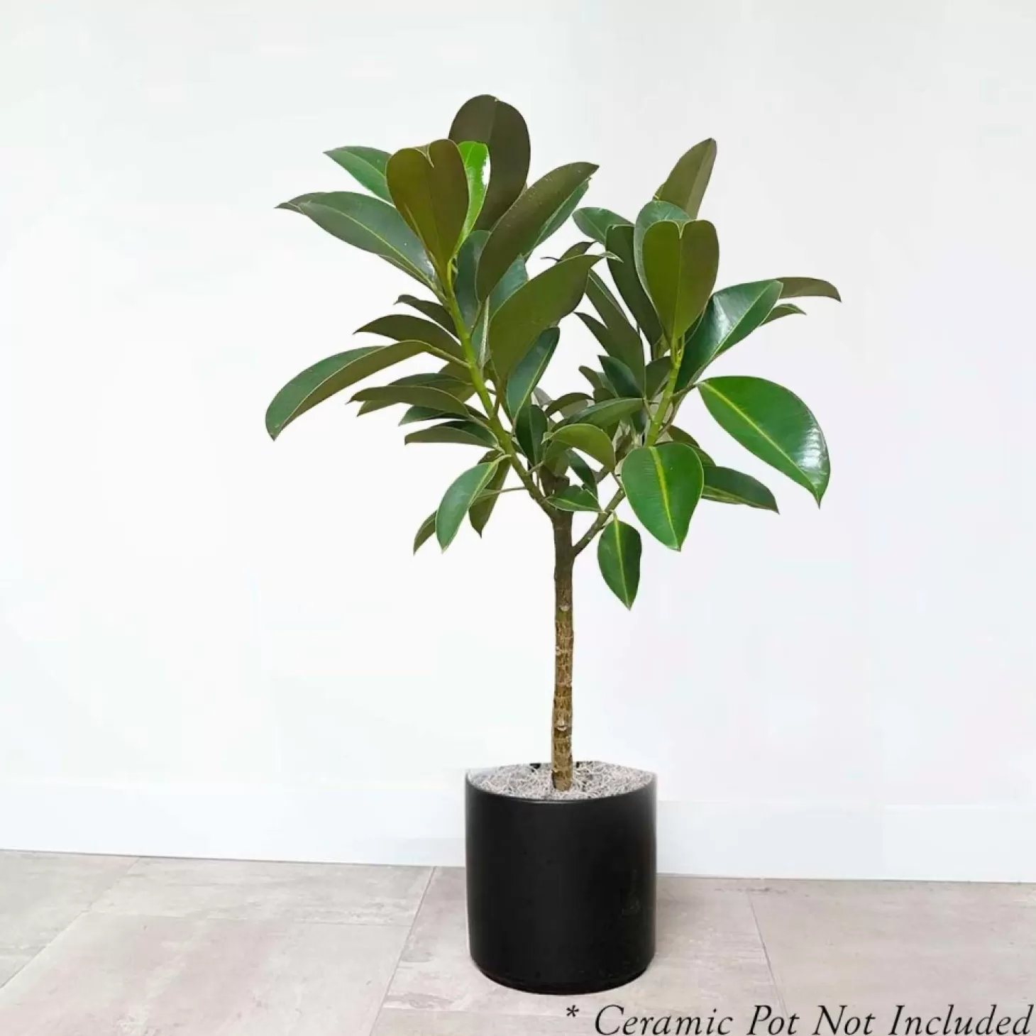 Indoor Plants>Roger's Gardens Ficus Decora 'Melanie' Standard - Rubber Tree - 10" Pot
