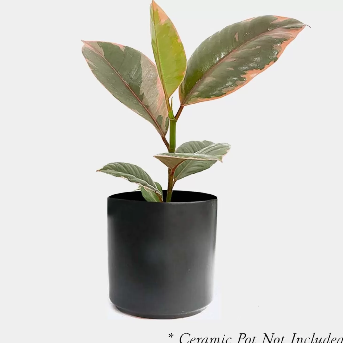 Indoor Plants>Roger's Gardens Ficus Decora 'Ruby Pink' - Rubber Tree - 4" Pot
