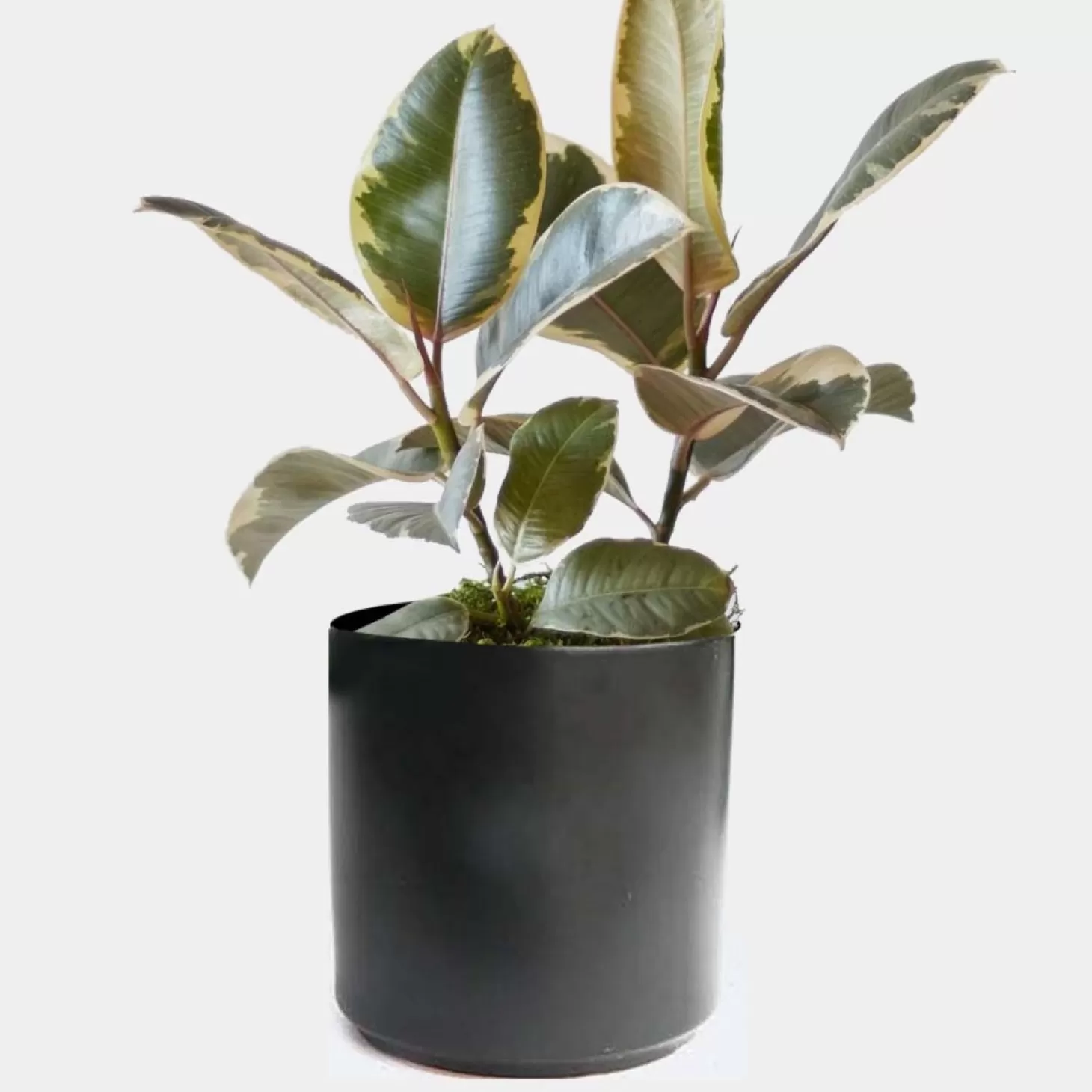 Indoor Plants>Roger's Gardens Ficus Decora 'Tineke' - Rubber Tree - 4" Pot