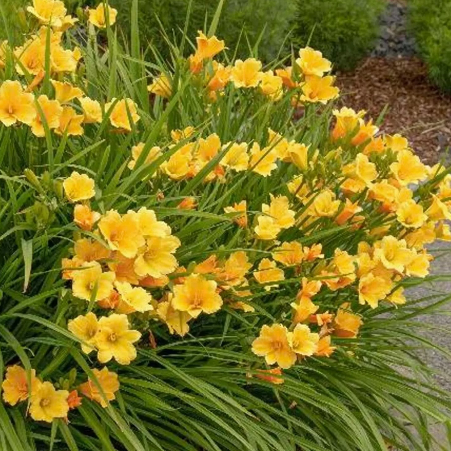 Landscape Plants>Roger's Gardens Hemerocallis 'stella De Oro' - Stella De Oro Daylily - 1 Gallon