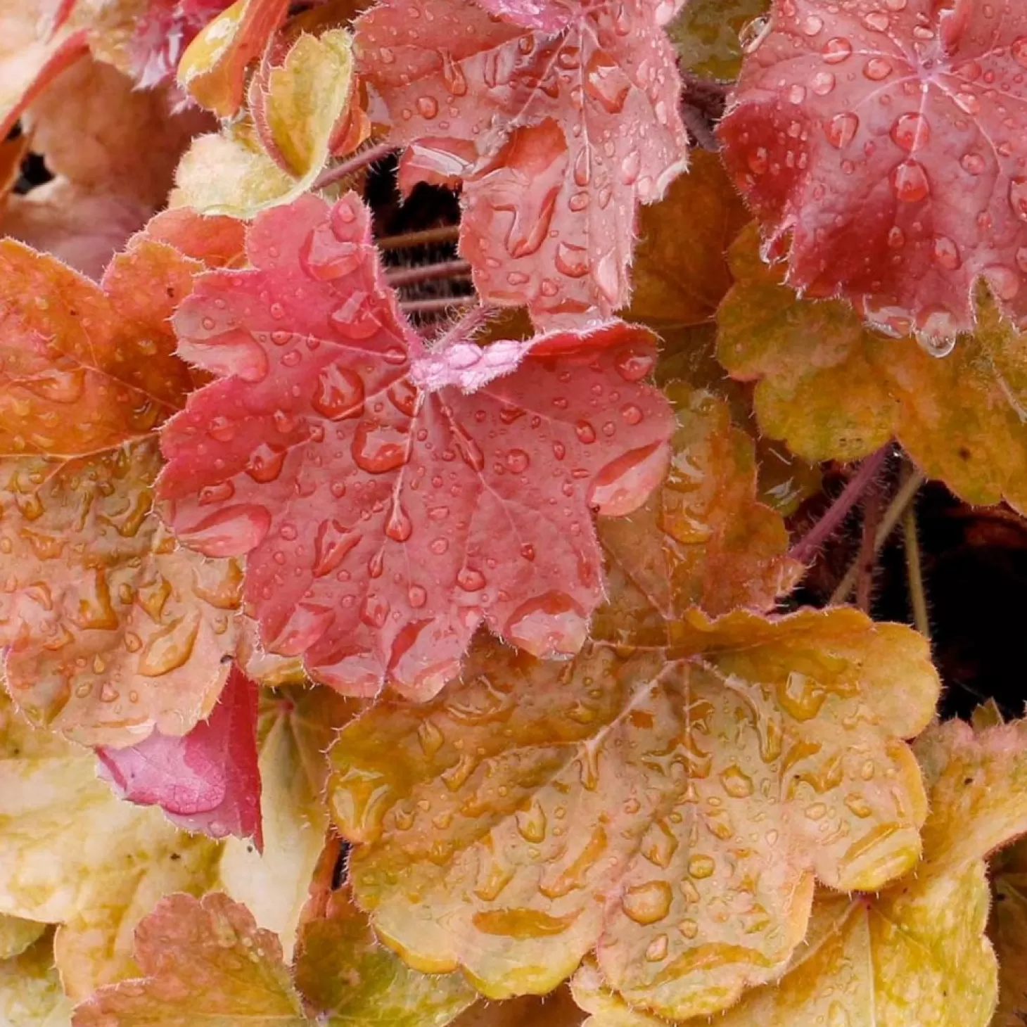 Landscape Plants>Roger's Gardens Heuchera 'Orange Delight' - Sirens' Song Orange Delight Coral Bells - 1 Gallon
