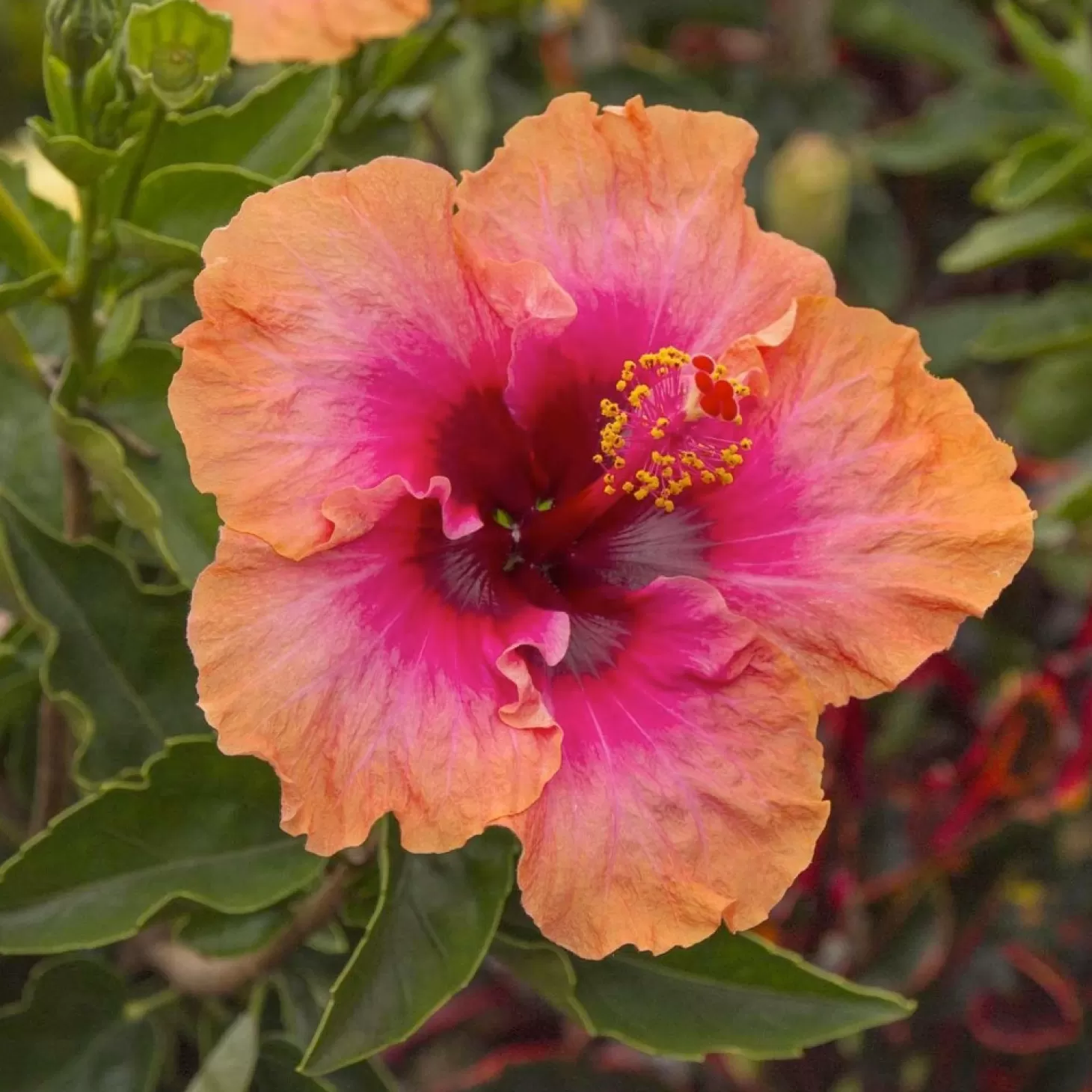 Landscape Plants>Roger's Gardens Hibiscus Rosa-S. 'Erin Rachel - Erin Rachel - Erin Rachel Hibiscus - 2 Gallon