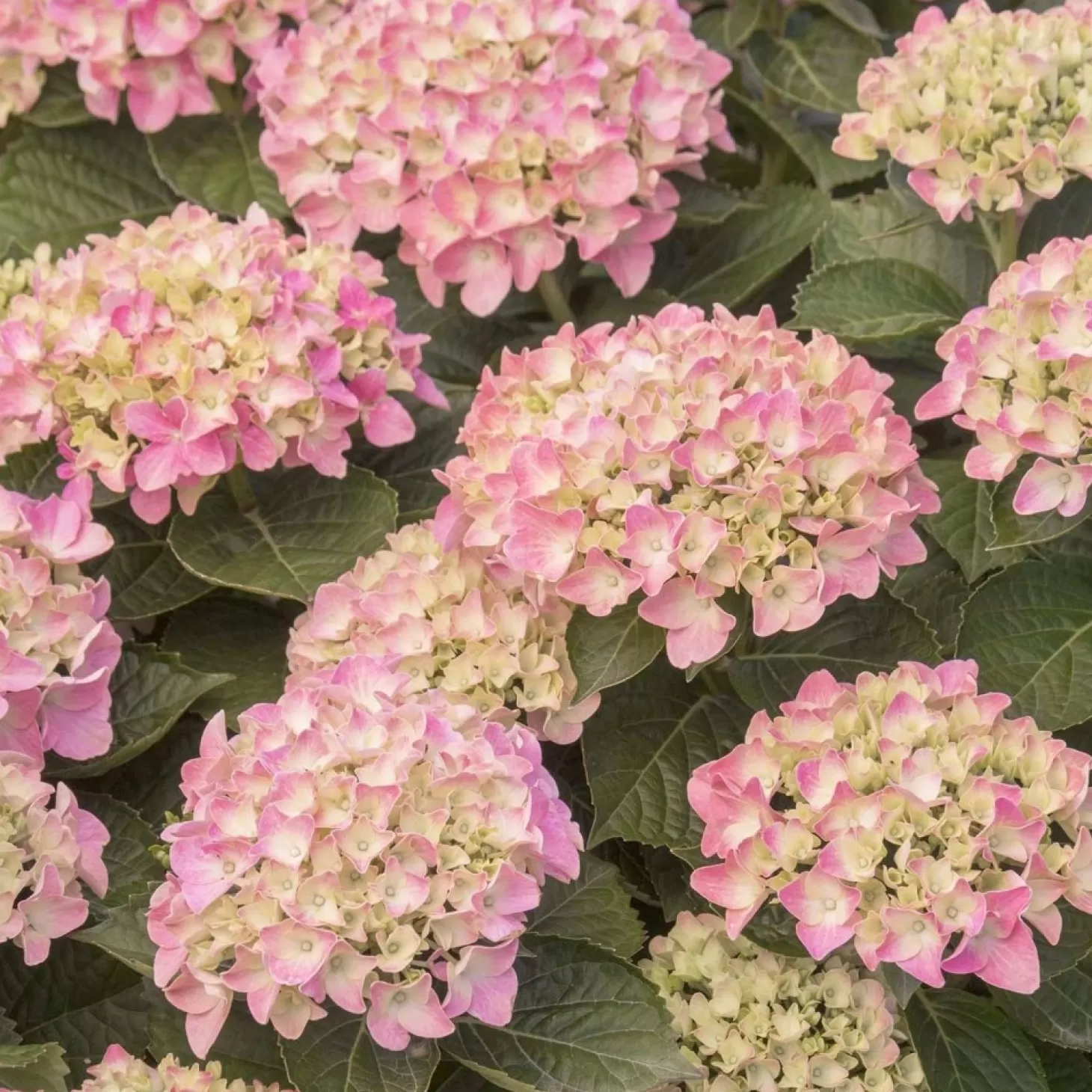 Landscape Plants>Roger's Gardens Hydrangea 'Pink N'® Pretty'® - Pink 'N Pretty Hydrangea - 5 Gallon