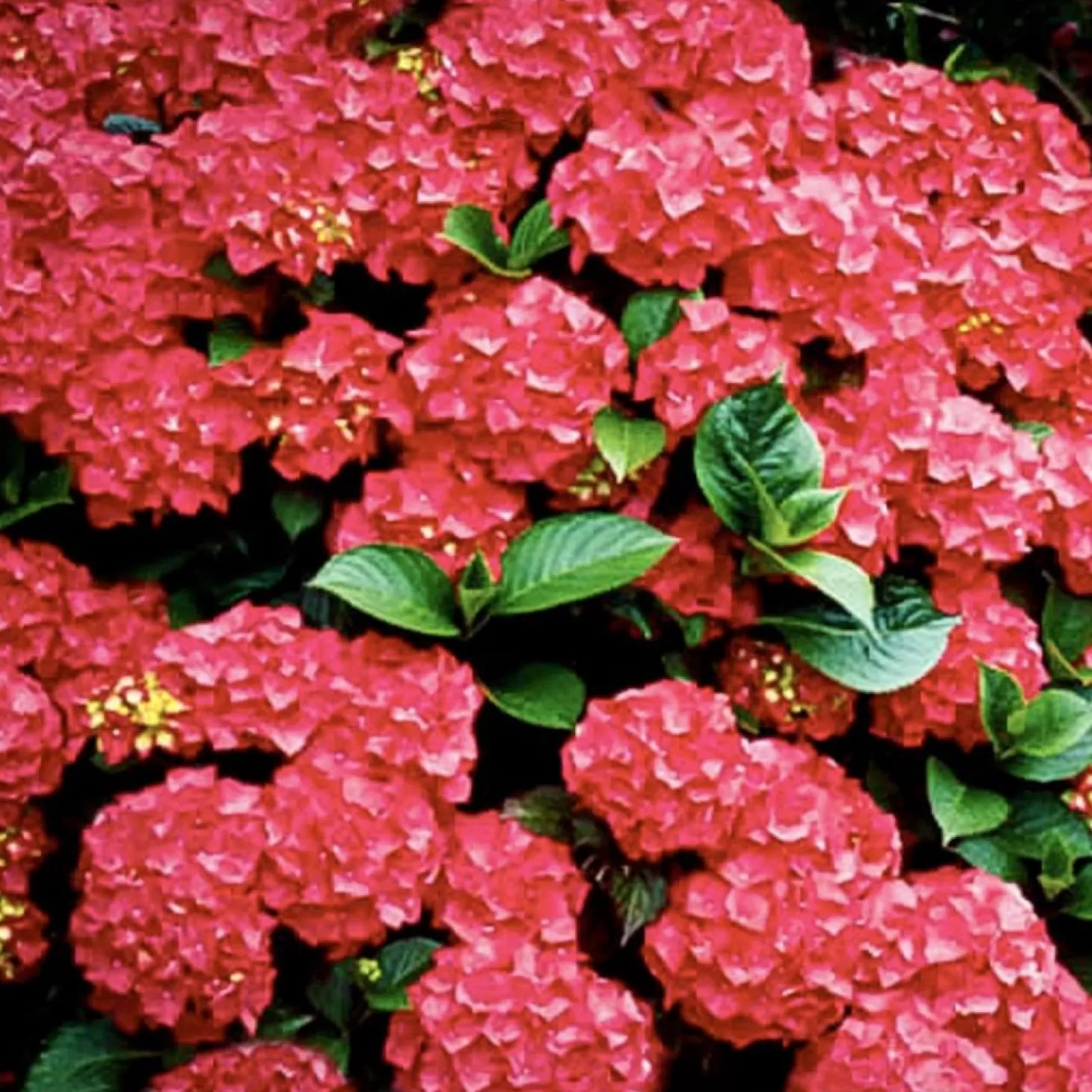 Landscape Plants>Roger's Gardens Hydrangea 'Red N'® Pretty'® - Red N'® Pretty Hydrangea - 5 Gallon
