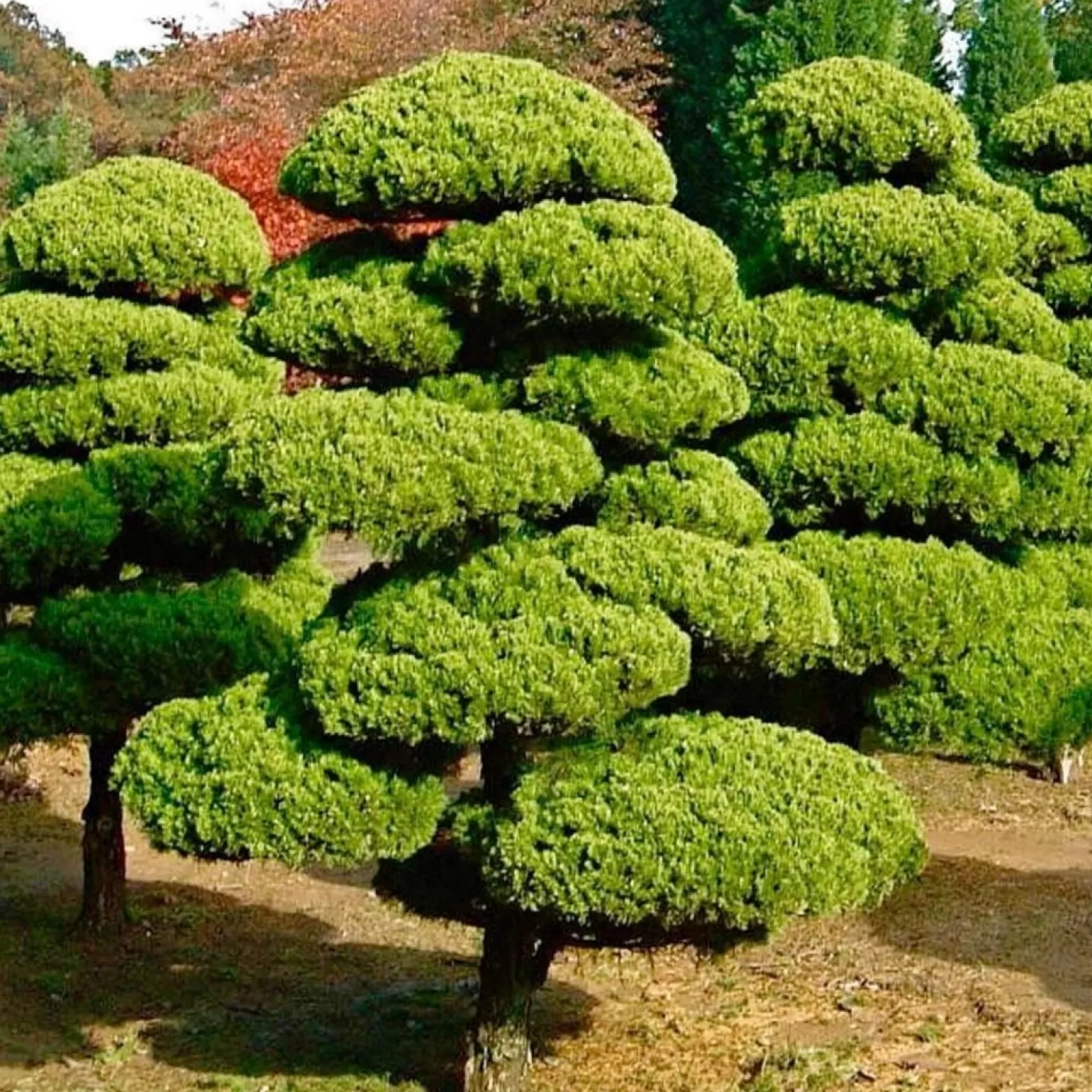 Landscape Plants>Roger's Gardens Juniperus Chinensis 'Torulosa' - Hollywood Juniper - Oriental Pompom - 10 Gallon