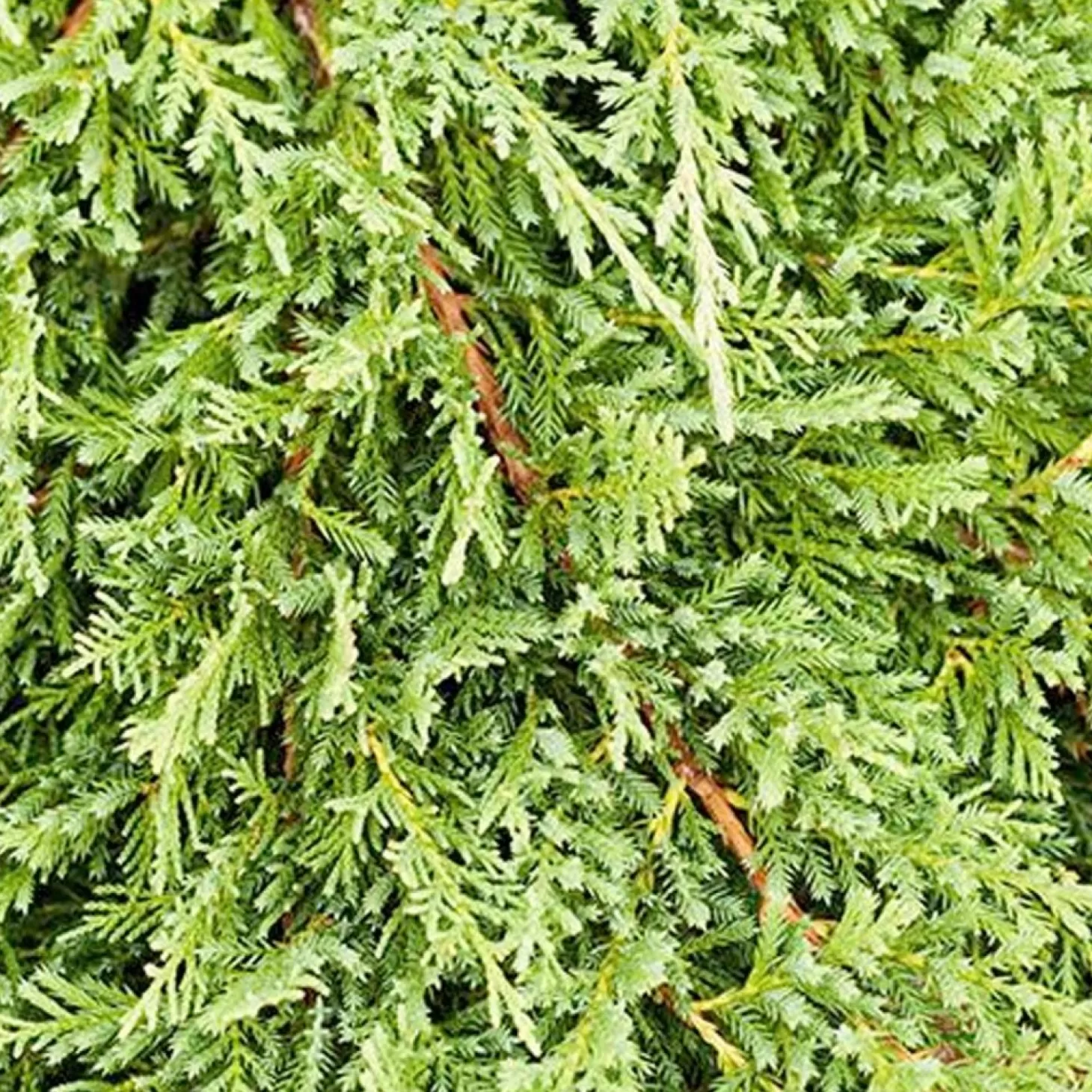 Landscape Plants>Roger's Gardens Juniperus H. 'Prince Of Wales' - Prince Of Wales' - Prince Of Wales Juniper - 5