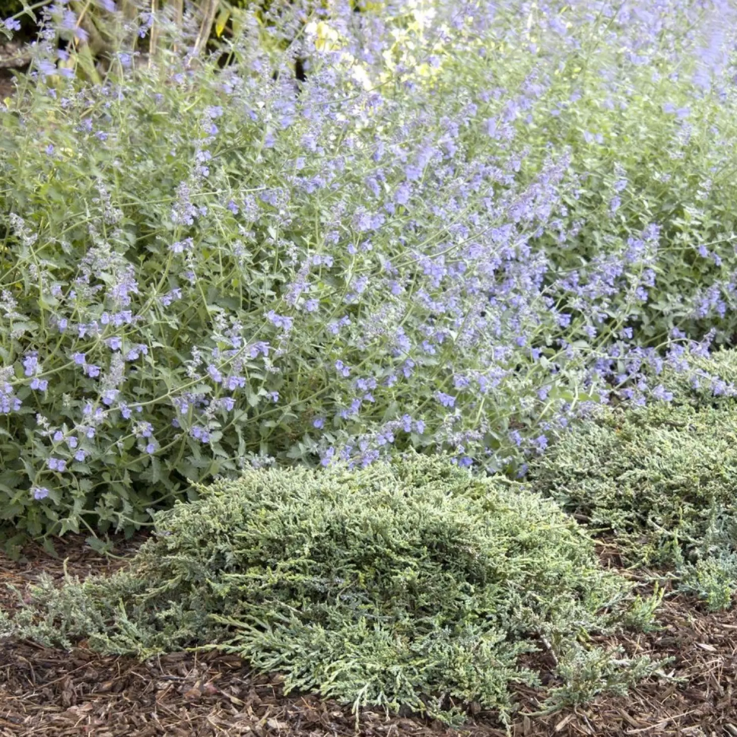 Landscape Plants>Roger's Gardens Juniperus Horiz. 'Icee Blue'® - Icee Blue Juniper - 1 Gallon