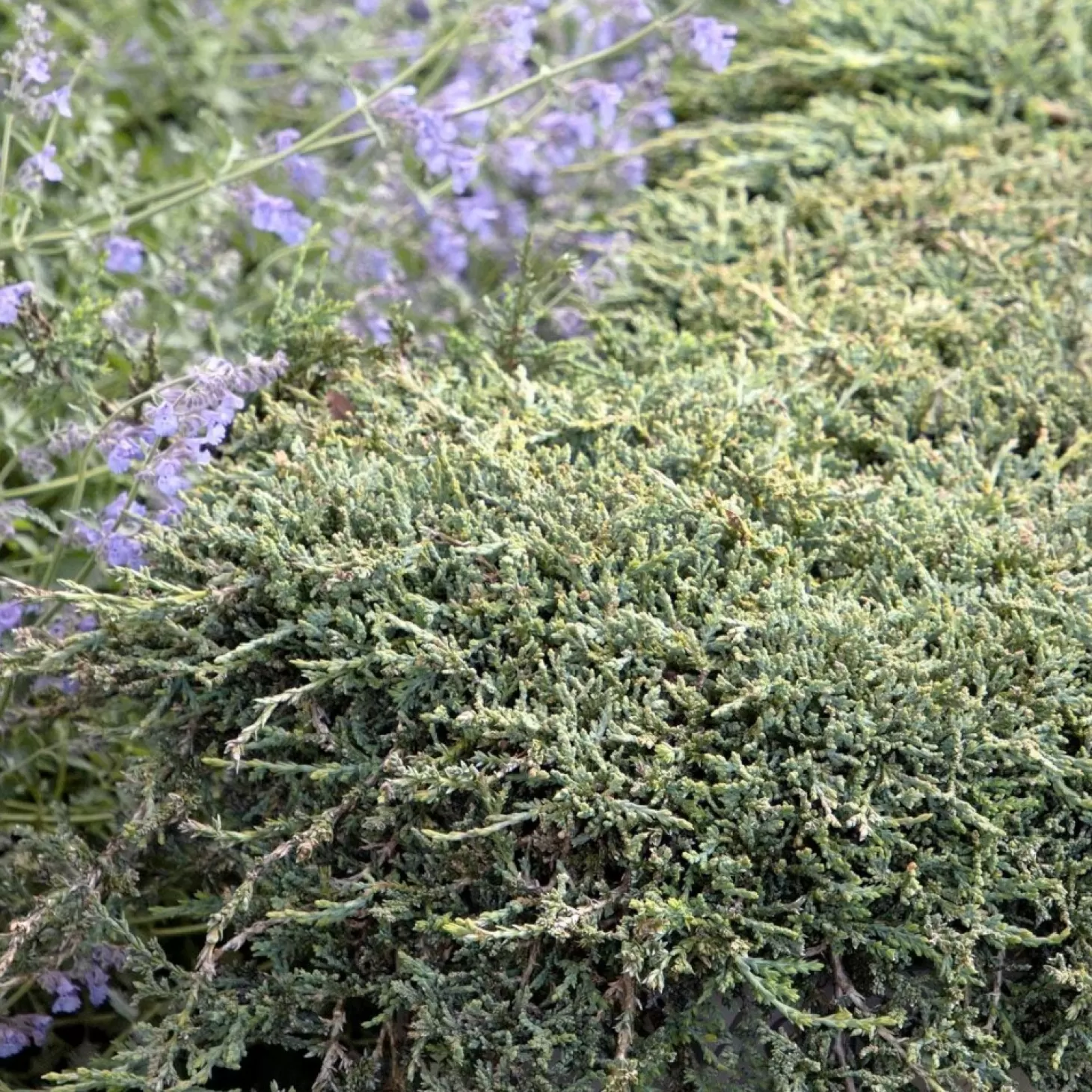 Landscape Plants>Roger's Gardens Juniperus Horiz. 'Icee Blue'® - Icee Blue Juniper - 2 Gallon