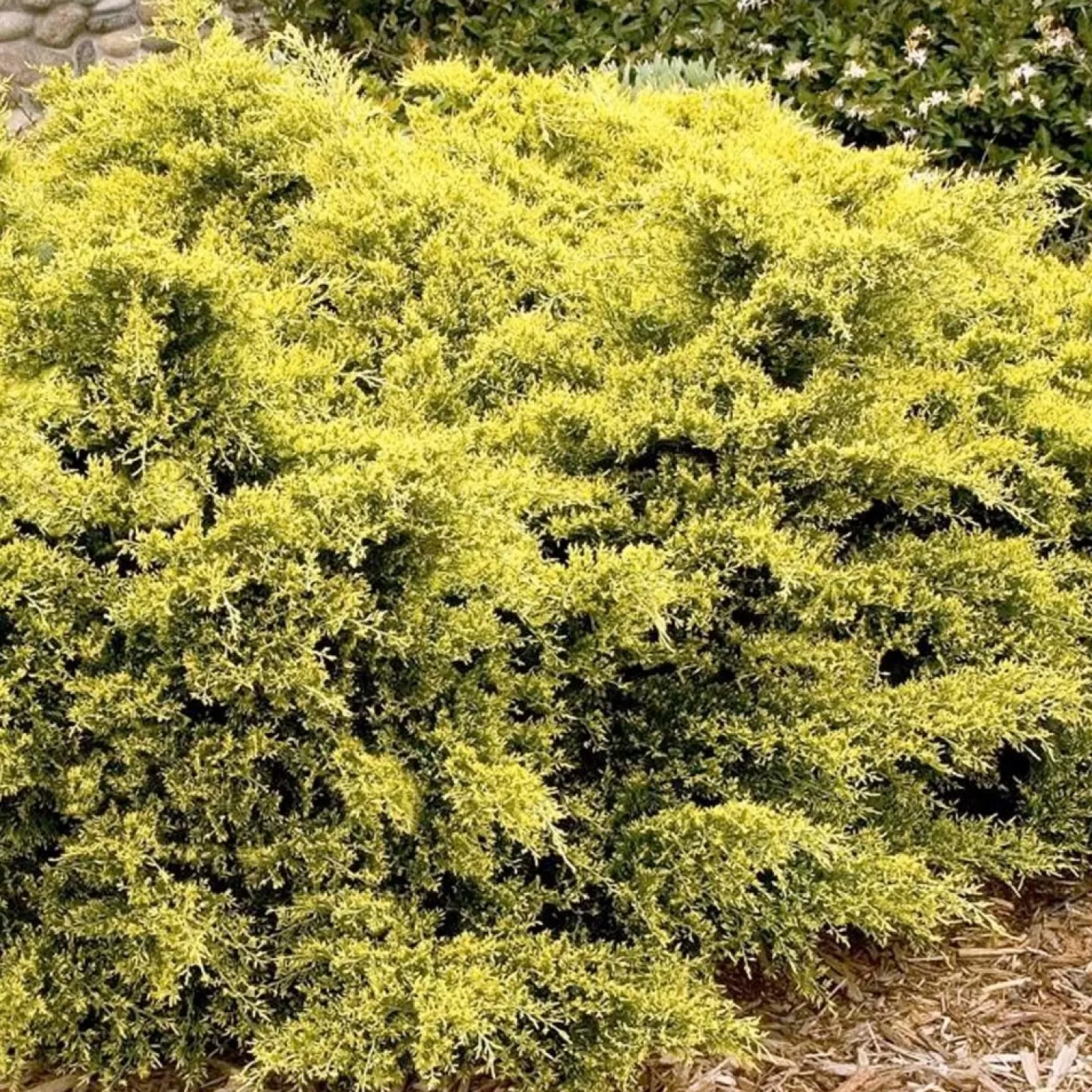 Landscape Plants>Roger's Gardens Juniperus Pfitz. 'sea Of Gold'® Pp - Sea Of Gold Juniper - 1 Gallon