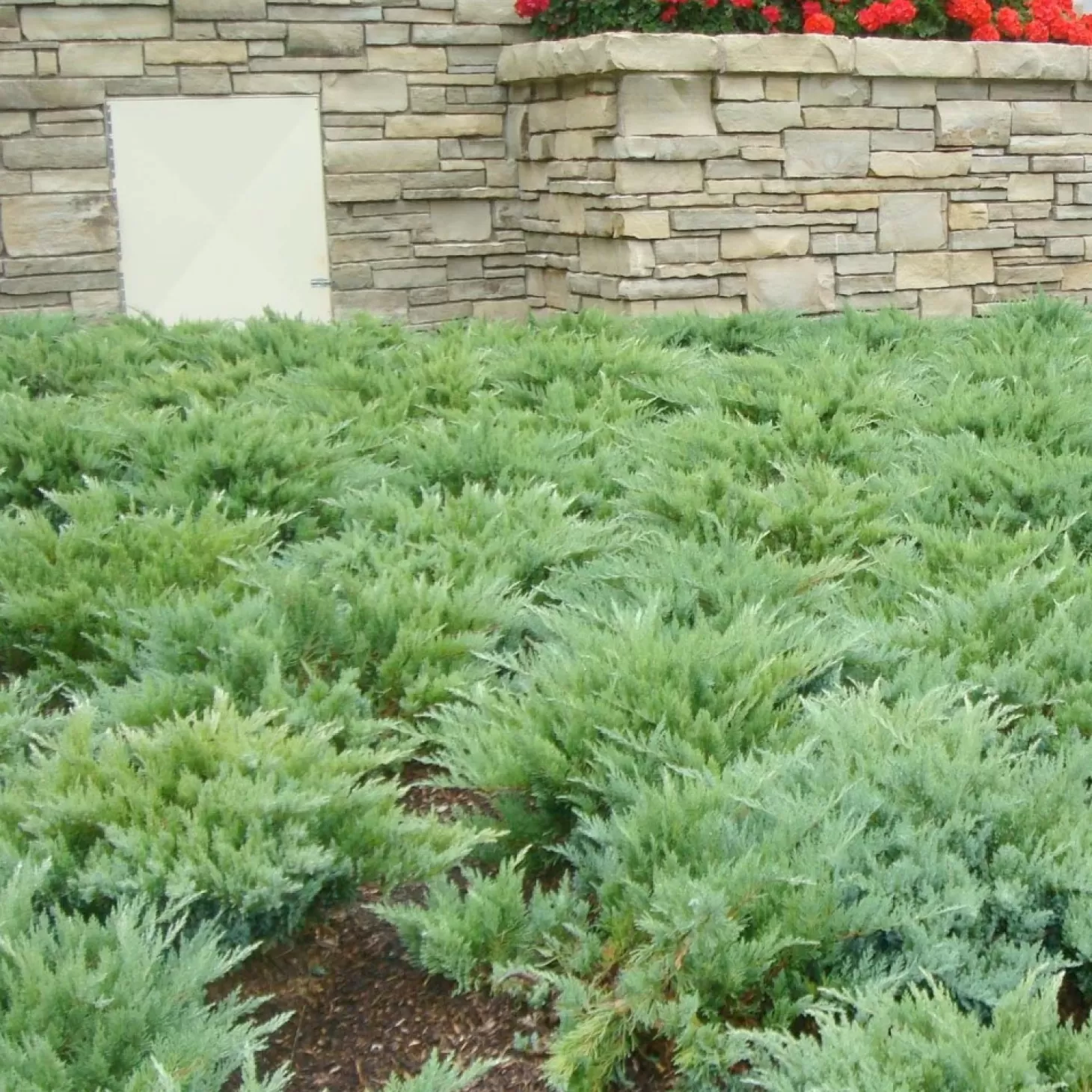 Landscape Plants>Roger's Gardens Juniperus Sabina 'Moor Dense'® - Moor-Dense Juniper - 1 Gallon