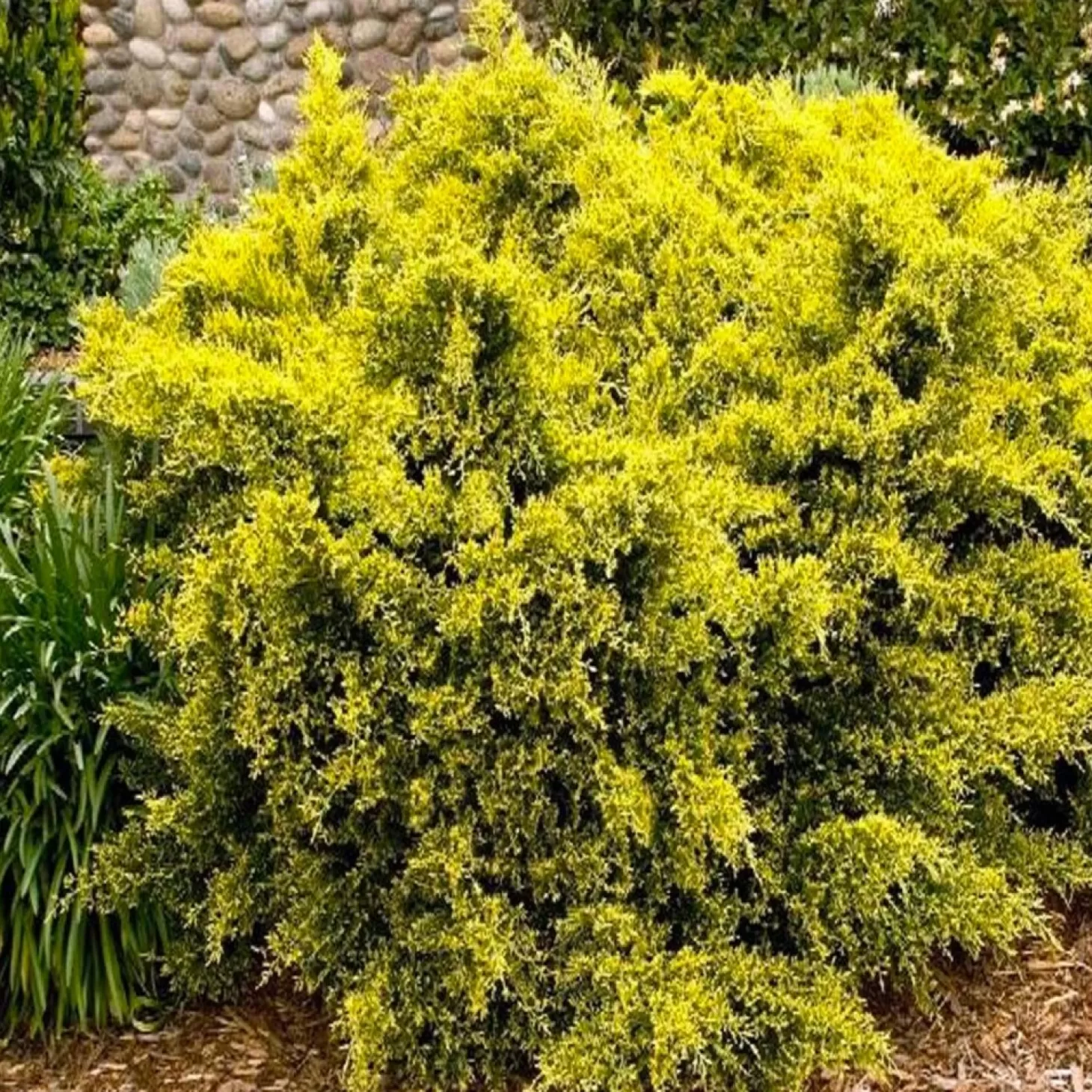 Landscape Plants>Roger's Gardens Juniperus 'sea Of Gold'® Pp - Sea Of Gold Juniper - 2 Gallon