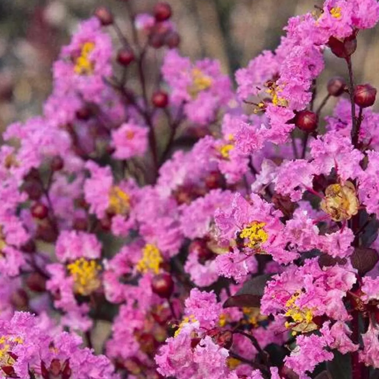 Landscape Plants>Roger's Gardens Lagerstroemia 'Dbl Dynamite'® Pp - Double Dynamite Crape Myrtle - Patio Tree - 5