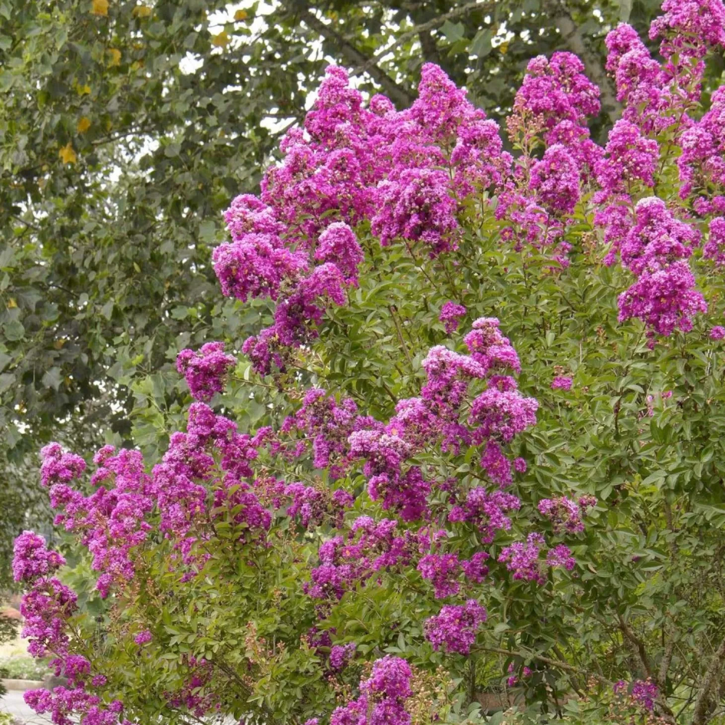 Landscape Plants>Roger's Gardens Lagerstroemia 'Petite Orchid'™ - Petite Orchid Crape Myrtle - 5 Gallon