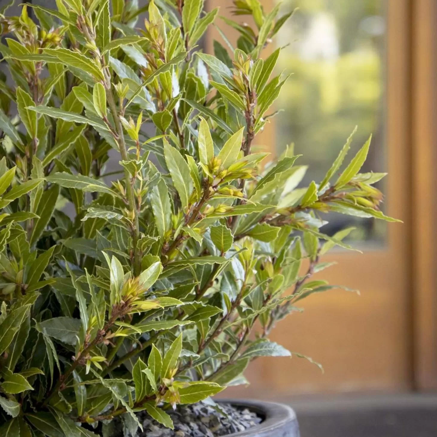 Landscape Plants>Roger's Gardens Laurus Nobilis 'Little Ragu'® Pp - Little Ragu Dwarf Bay - 2 Gallon