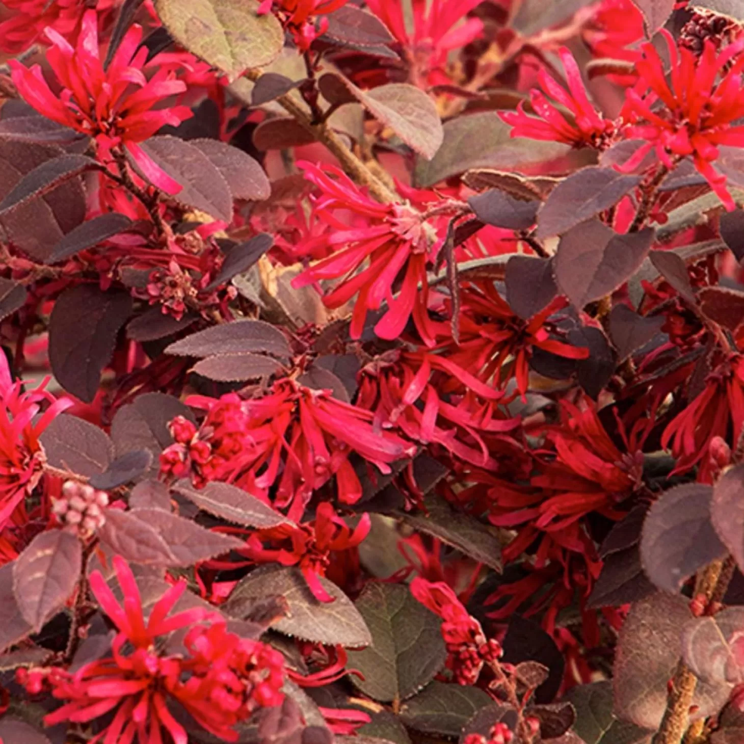 Landscape Plants>Roger's Gardens Loropetalum 'Ever Red'® - Ever Red Fringe Flower - 5 Gallon