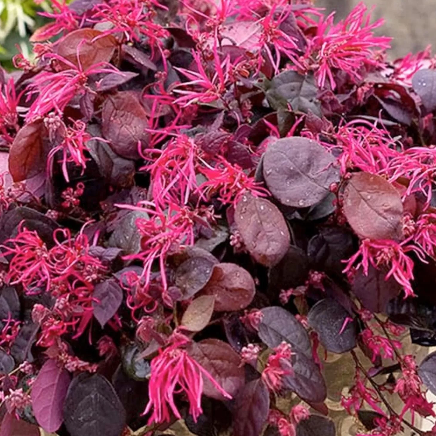 Landscape Plants>Roger's Gardens Loropetalum 'Jazz Hands'® Pp - Jazz Hands Bold Chinese Fringe Flower - 2 Gallon