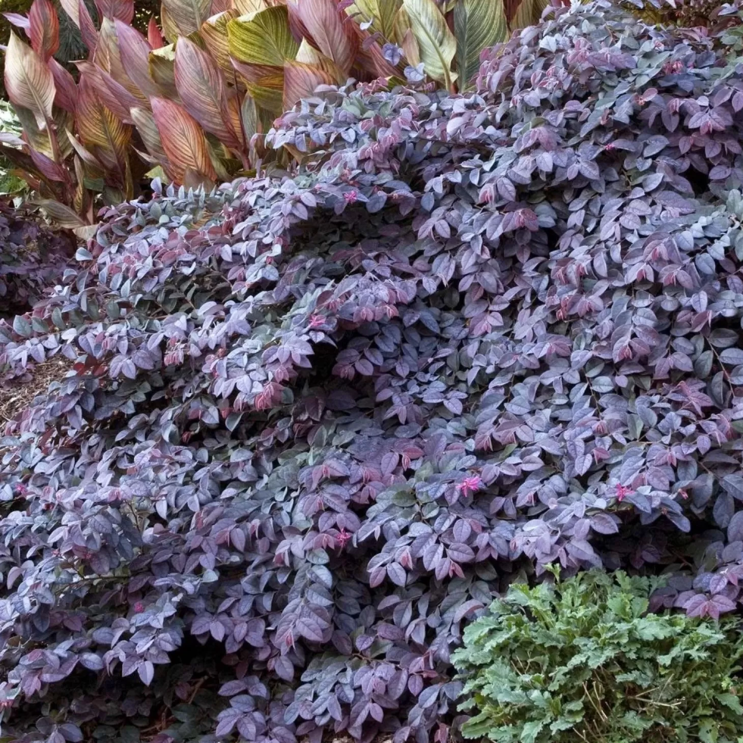 Landscape Plants>Roger's Gardens Loropetalum 'sizzling Pink' - Sizzling Pink Fringe Flower - 2 Gallon
