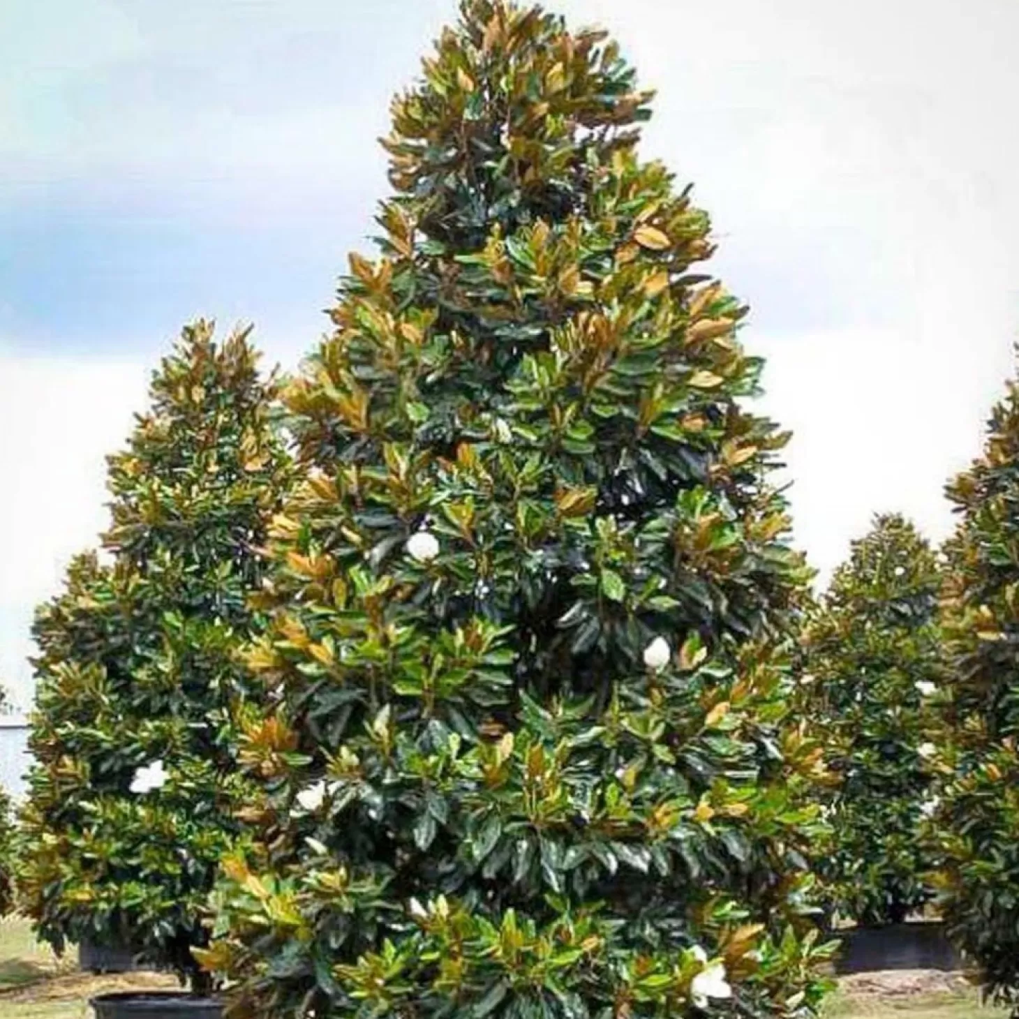 Landscape Plants>Roger's Gardens Magnolia Grand. 'Little Gem' - Little Gem Dwarf Southern Magnolia - 15 Gallon